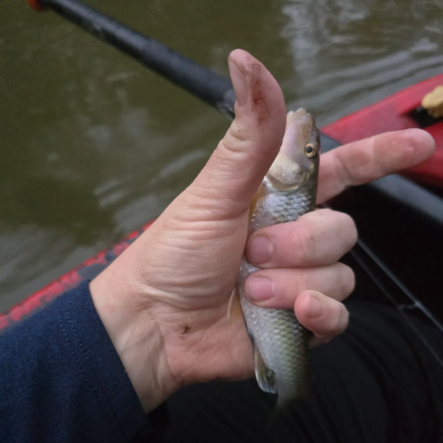The most recent Hornyhead chub catches on Fishbrain