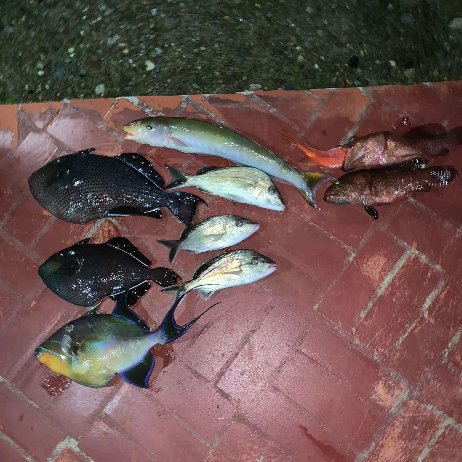 recently logged catches