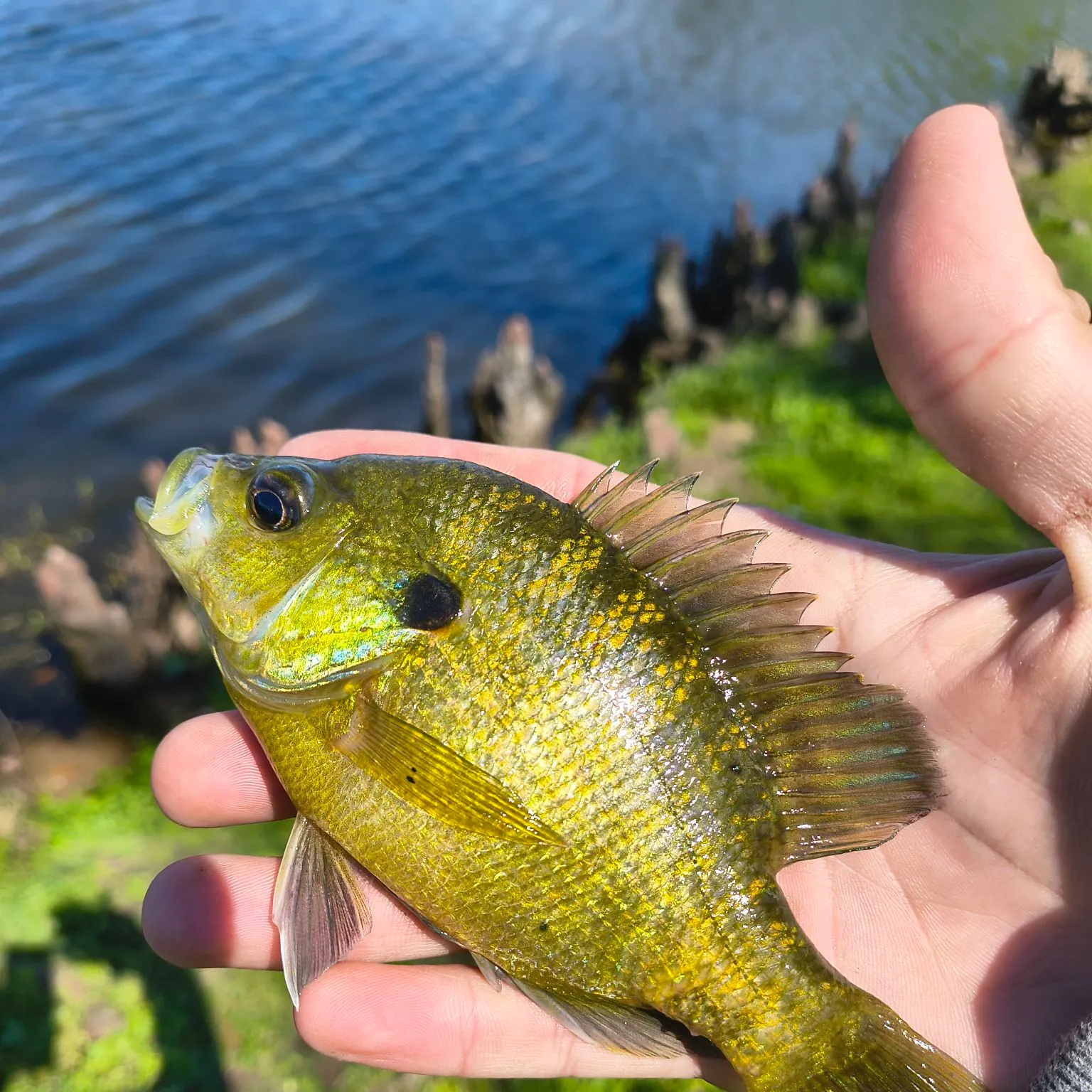 The most recent Wargill hybrid catches on Fishbrain