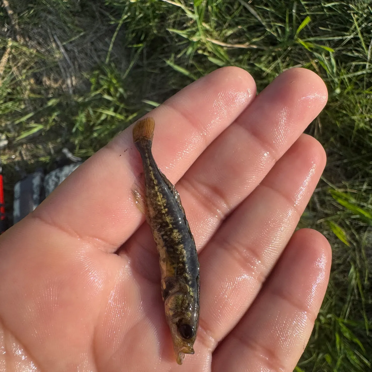 The most recent Three-spined stickleback catches on Fishbrain
