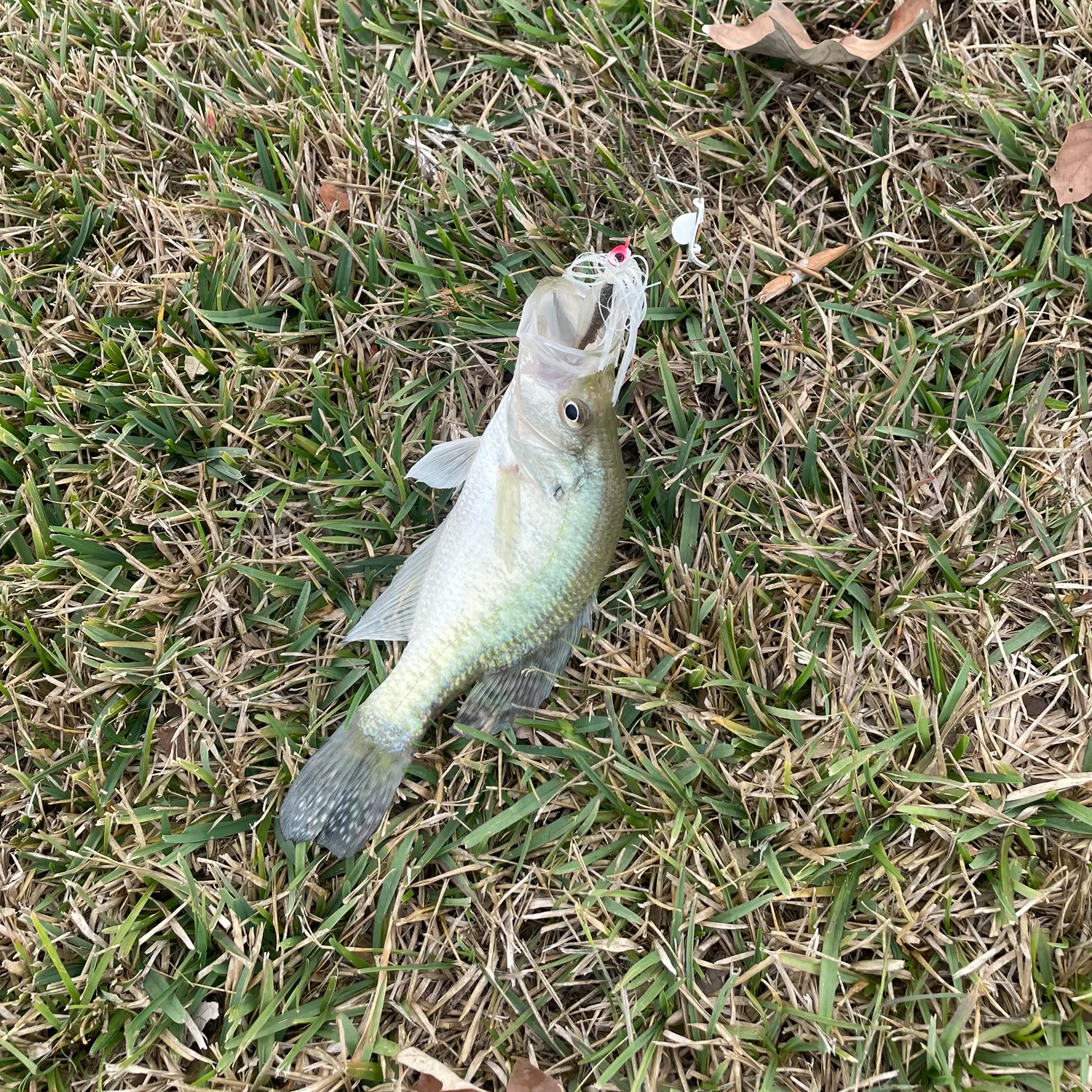 The most recent White crappie catches on Fishbrain