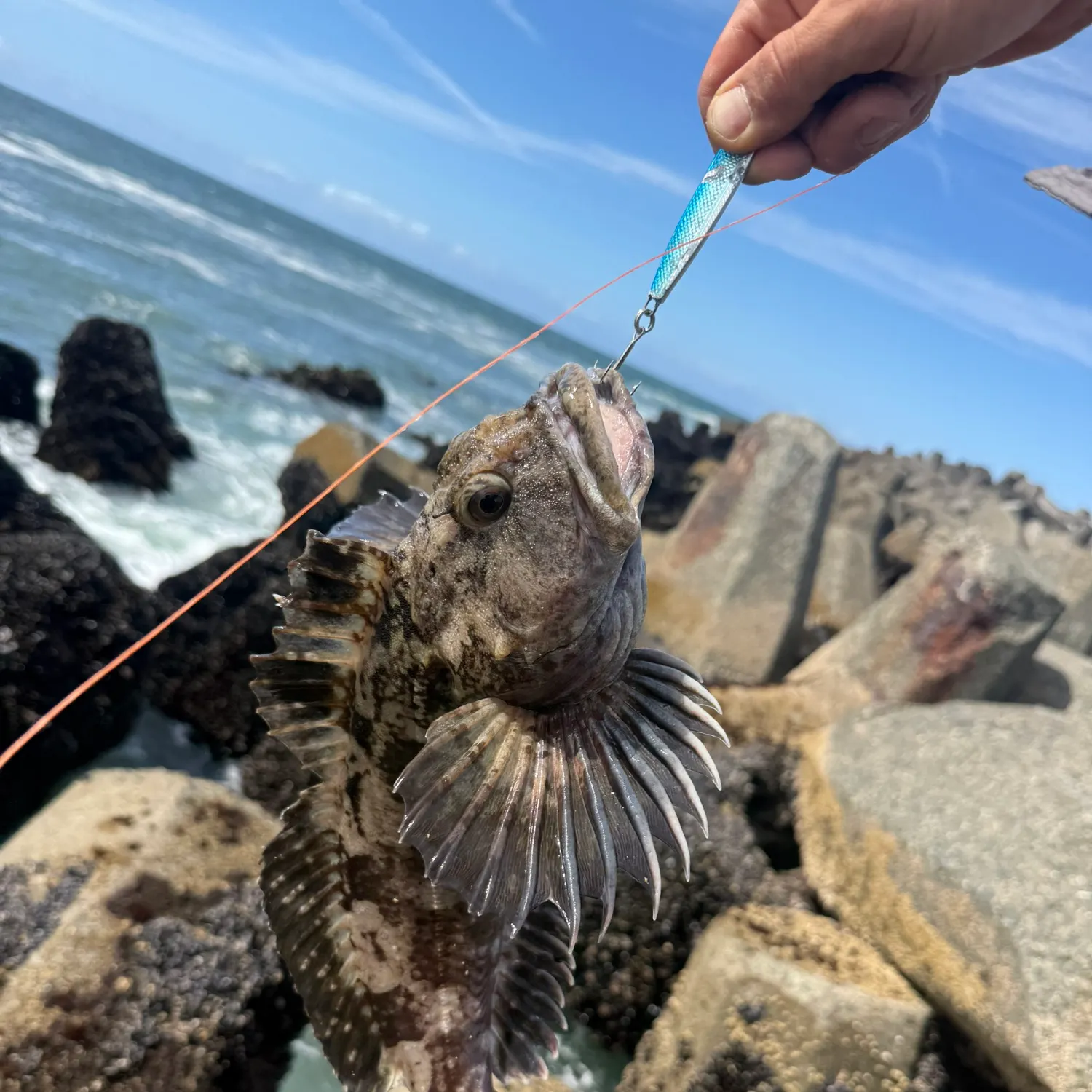 The most recent Cabezon catches on Fishbrain