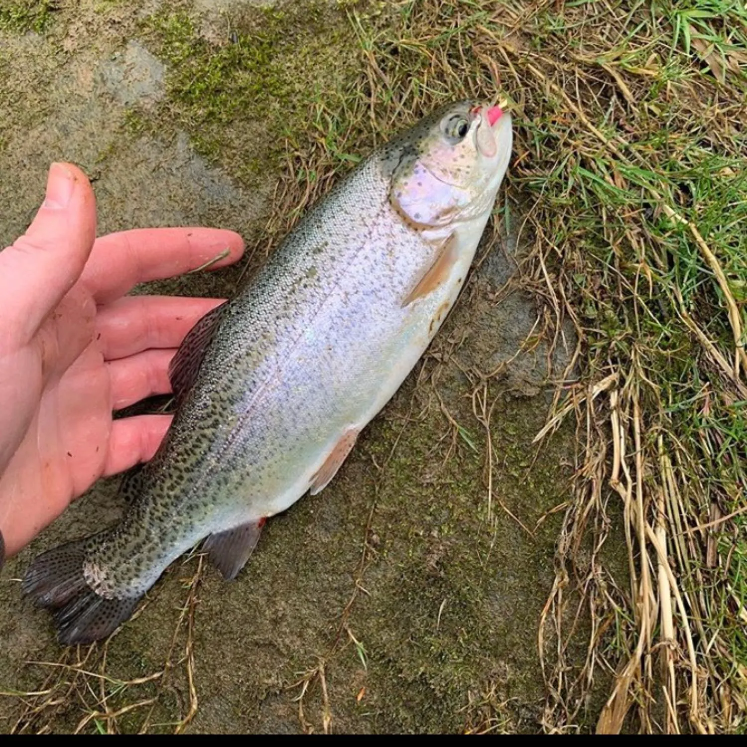angler catch