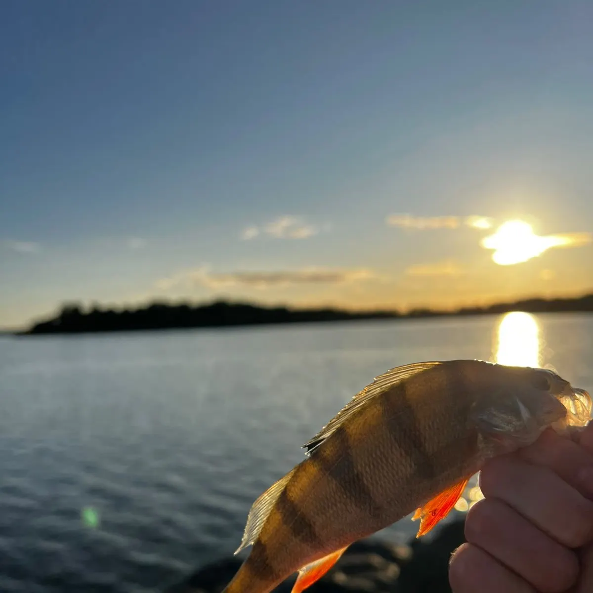 European perch caught on Fishbrain