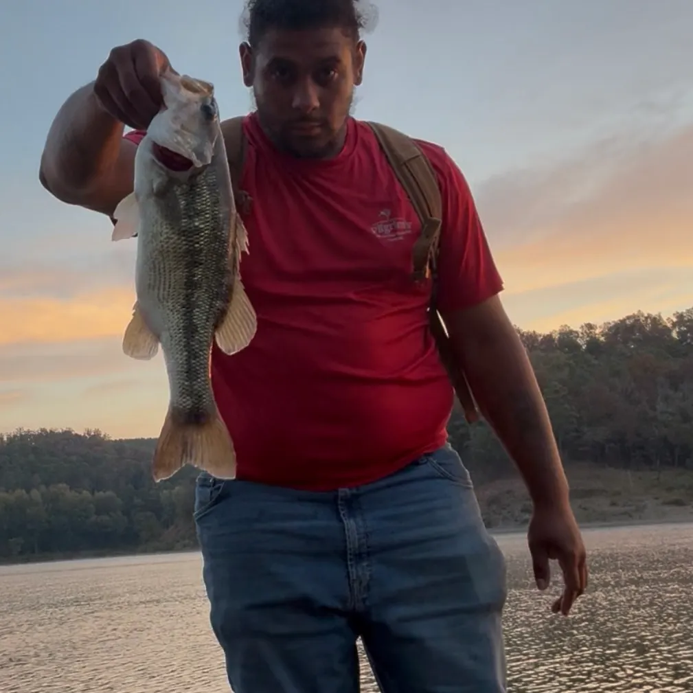 Spotted bass caught on Fishbrain