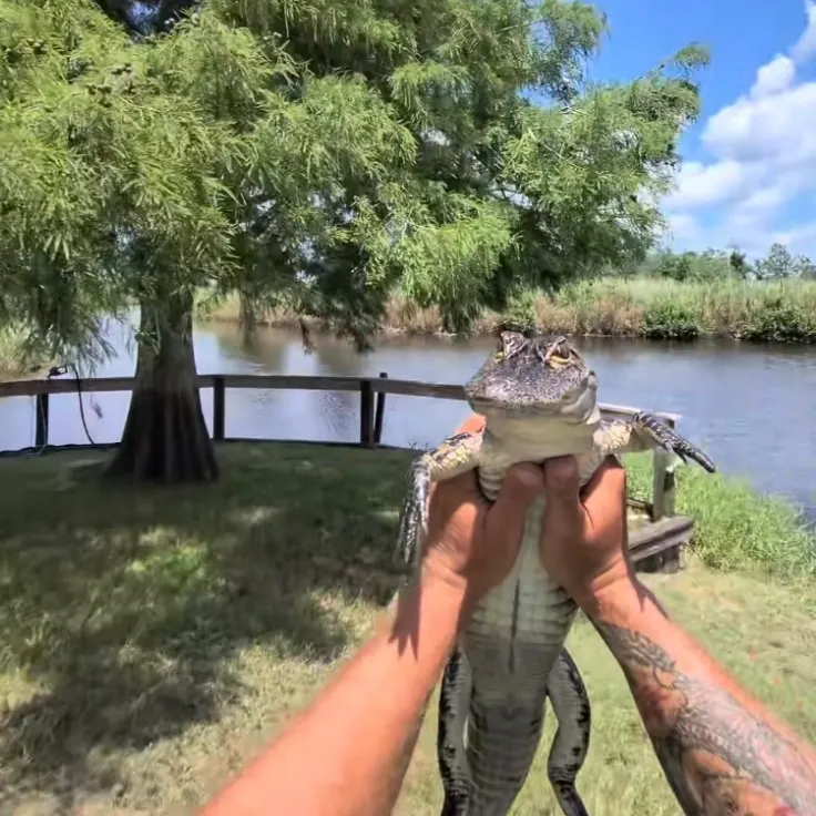 The most recent Alligator gar catches on Fishbrain