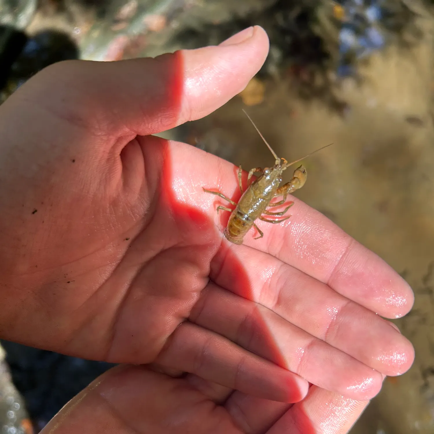 Rusty crayfish caught on Fishbrain
