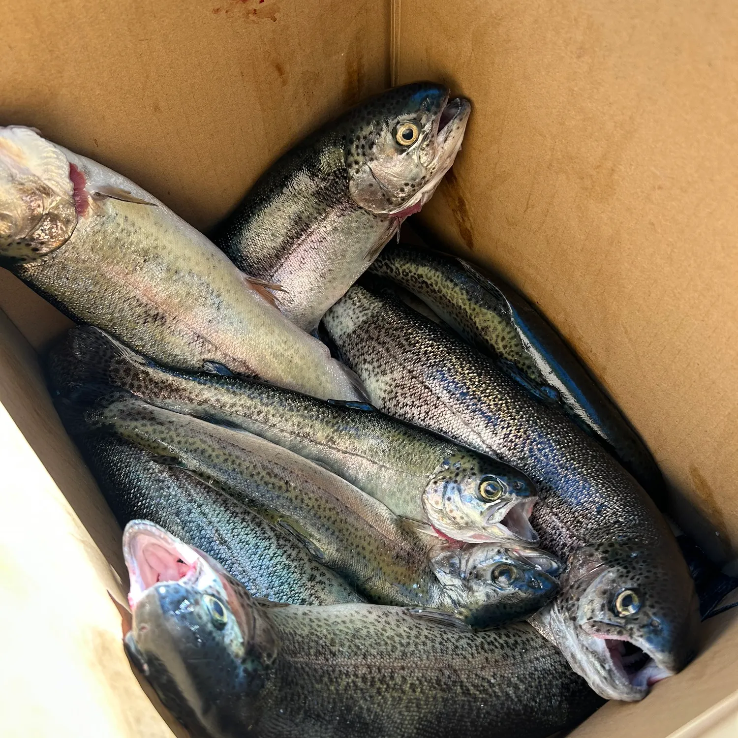 recently logged catches