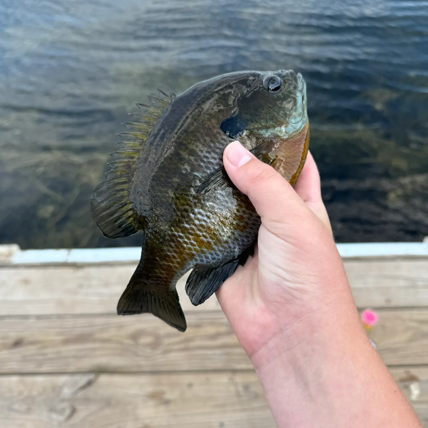 Greengill hybrid caught on Fishbrain