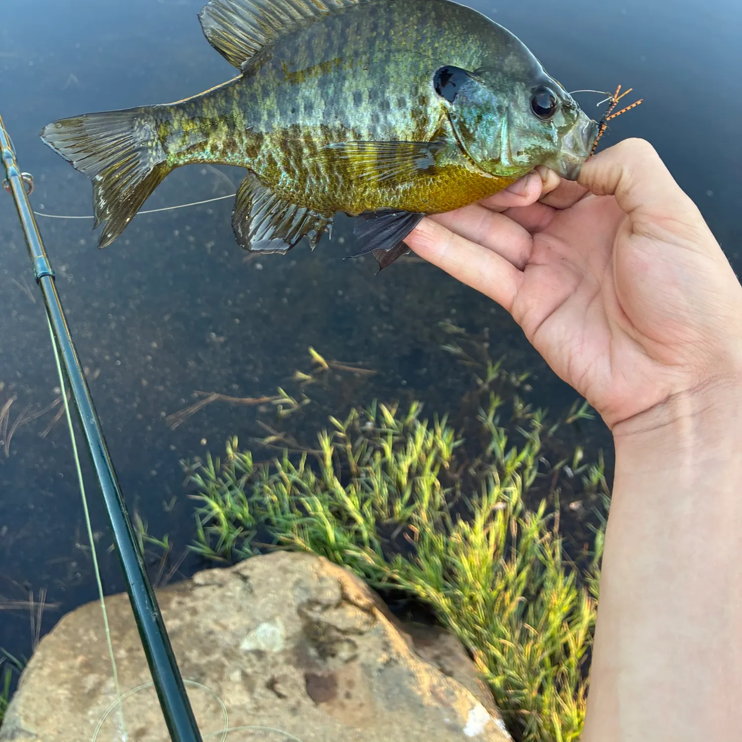 Bluegill caught on Fishbrain