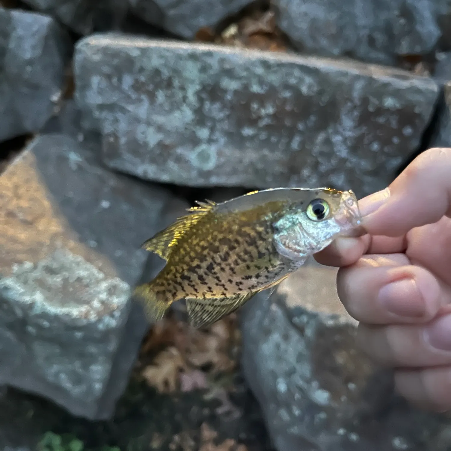 Black crappie caught on Fishbrain