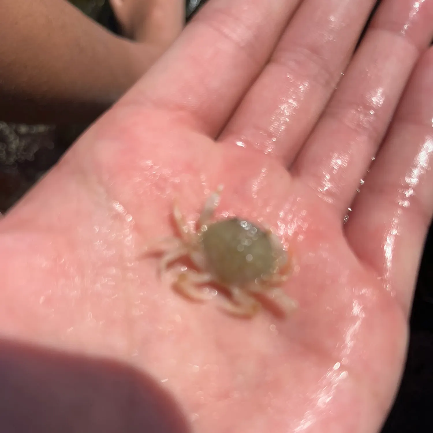The most recent Green crab catches on Fishbrain