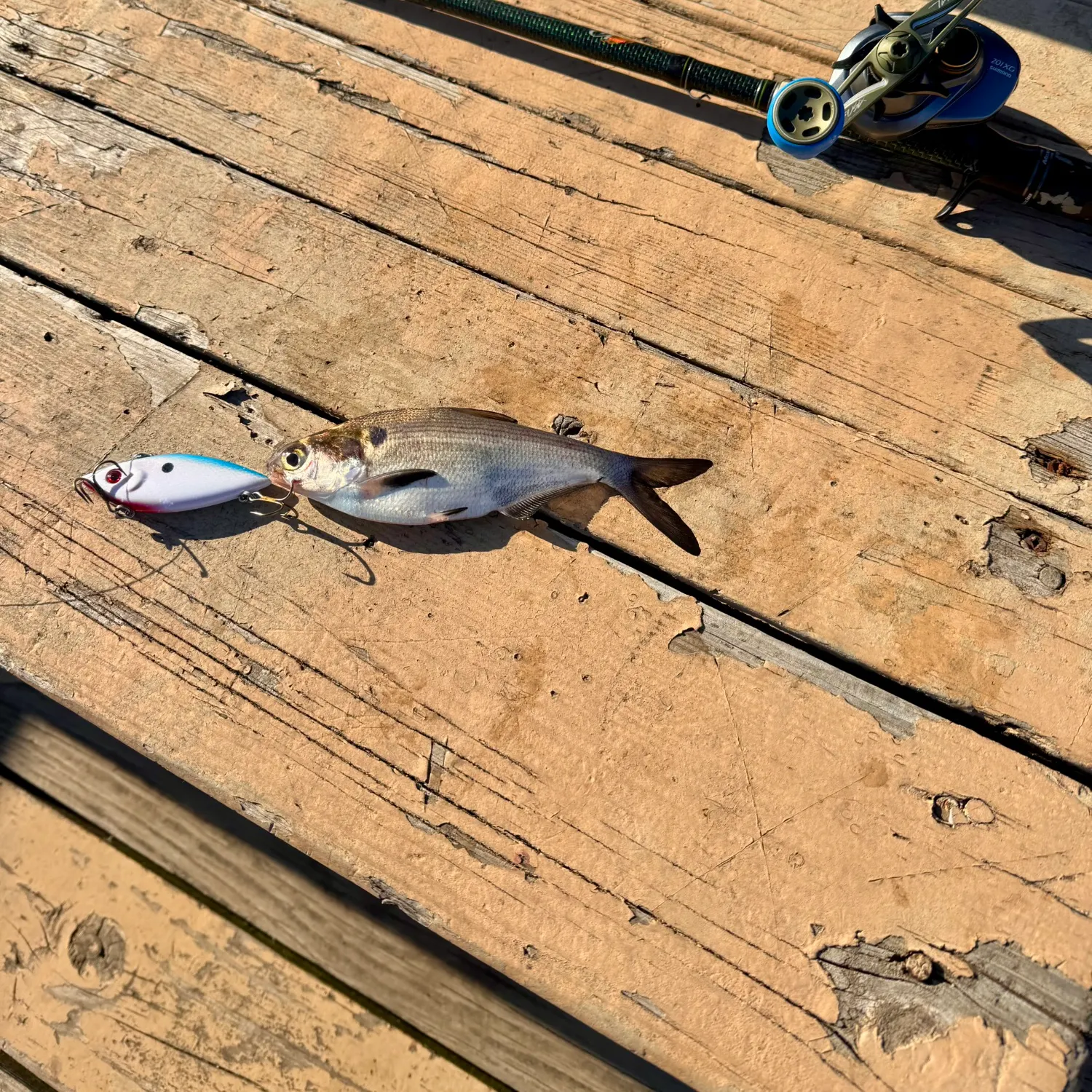 The most recent American gizzard shad catches on Fishbrain