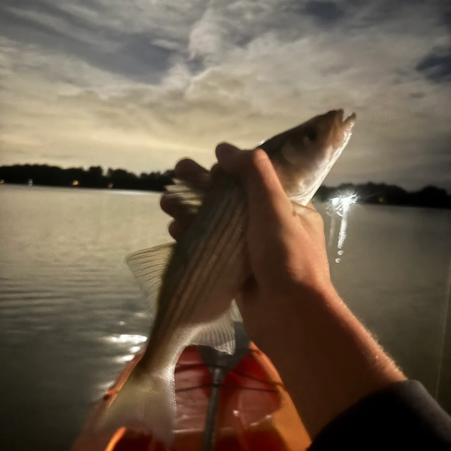 Striped bass caught on Fishbrain