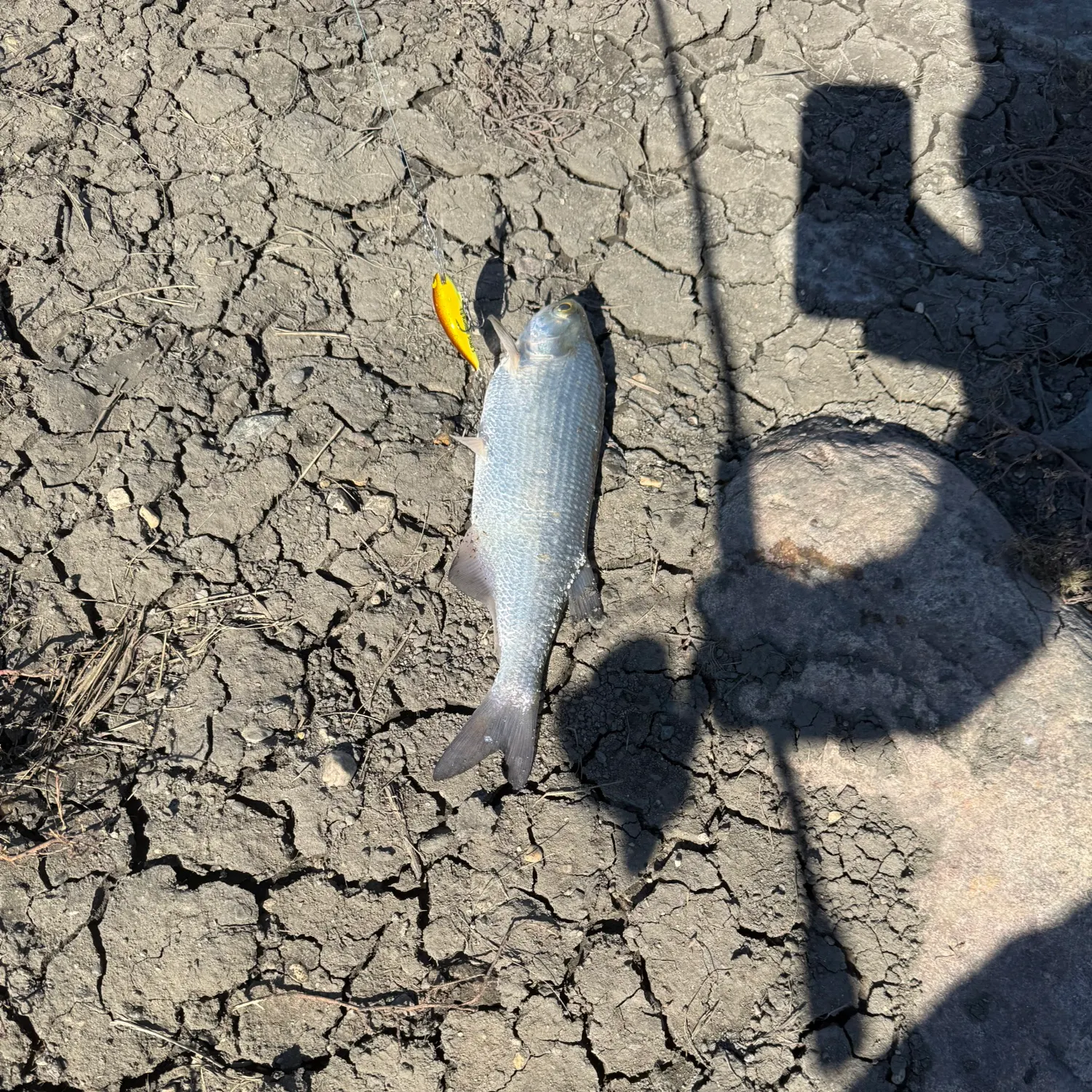 Goldeye caught on Fishbrain