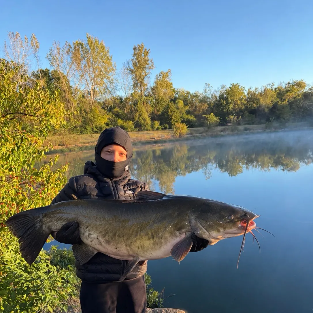 Channel catfish caught on Fishbrain