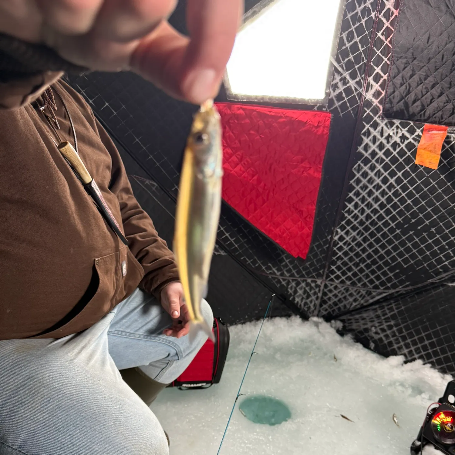 The most recent Atlantic rainbow smelt catches on Fishbrain