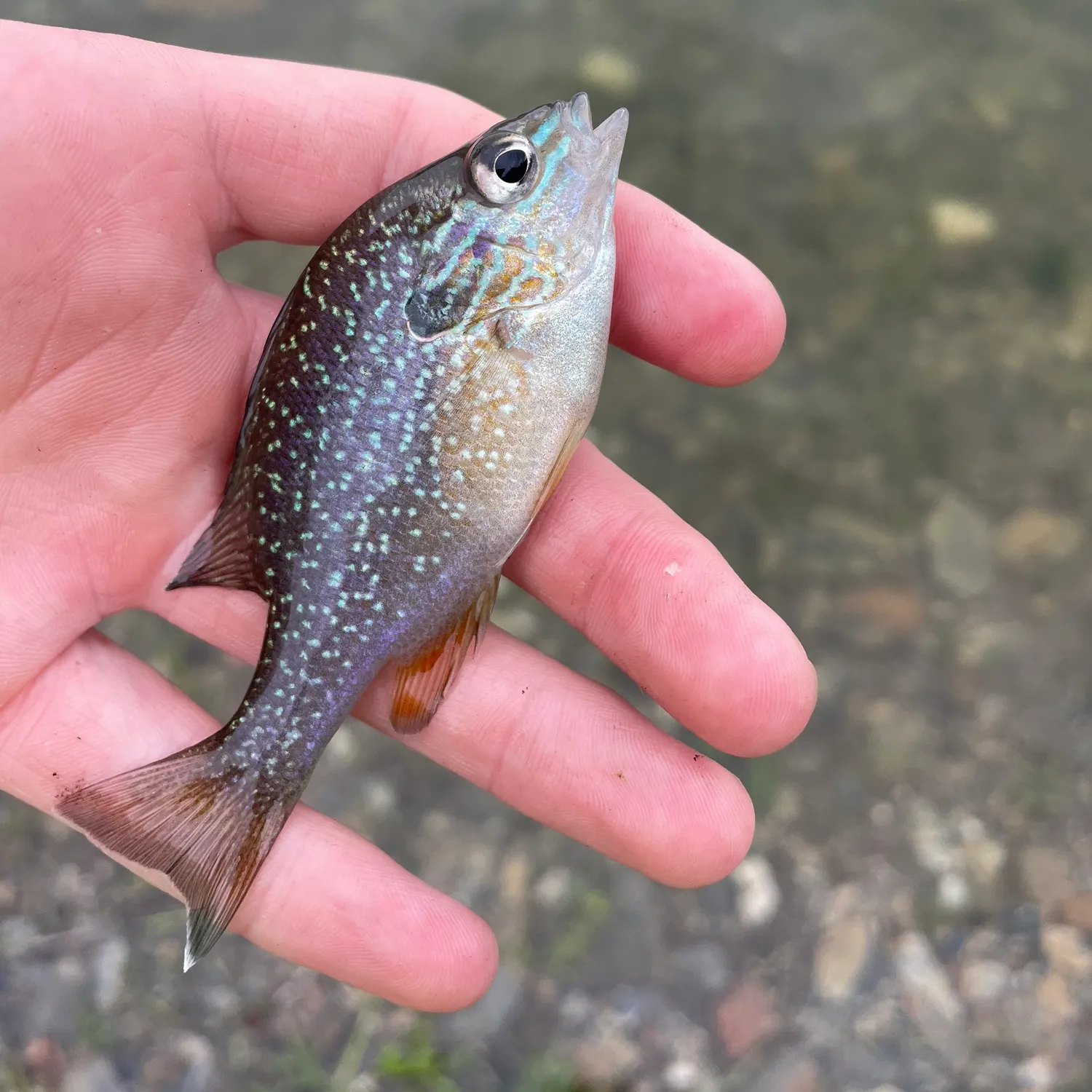 The most recent Dollar sunfish catches on Fishbrain