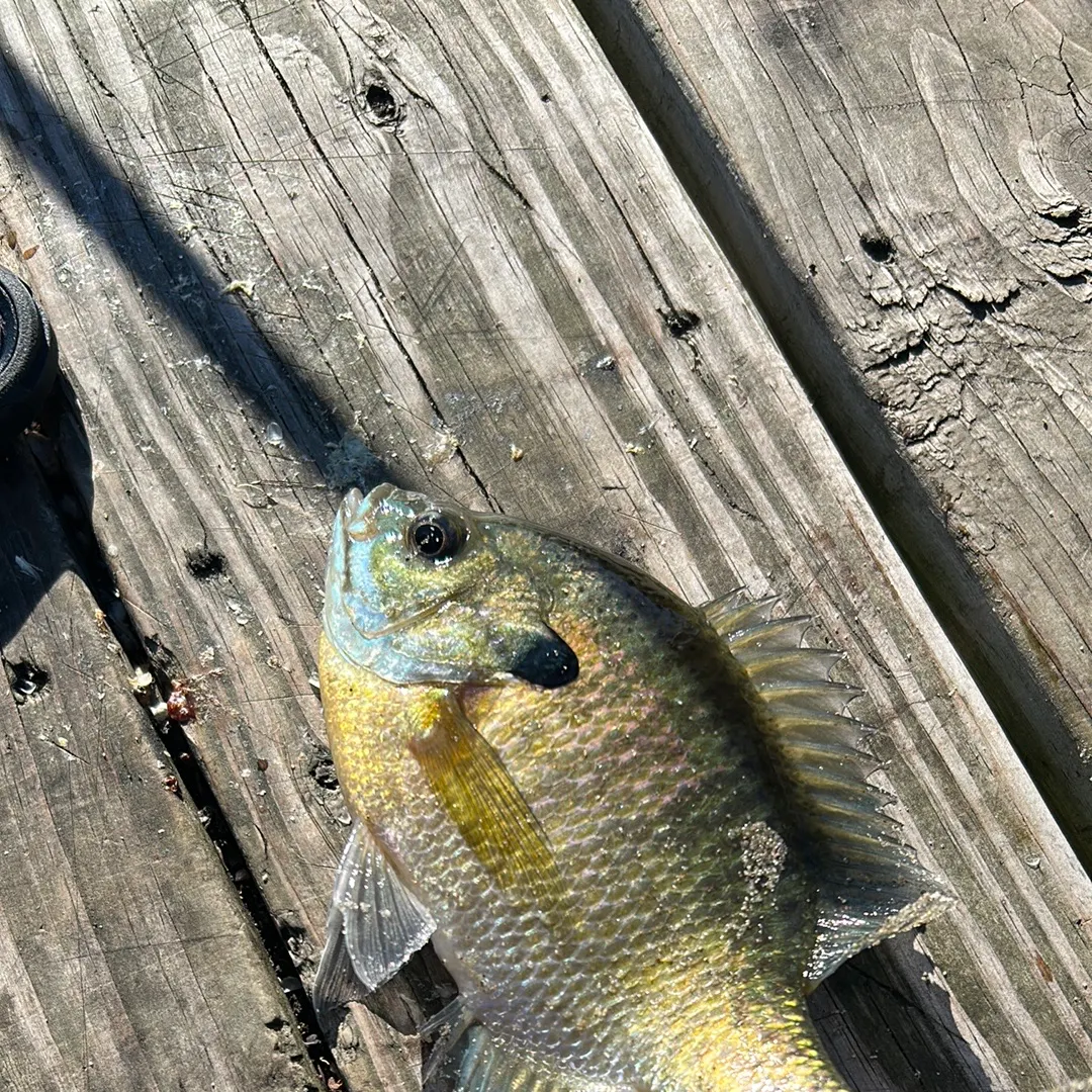 Bluegill caught on Fishbrain