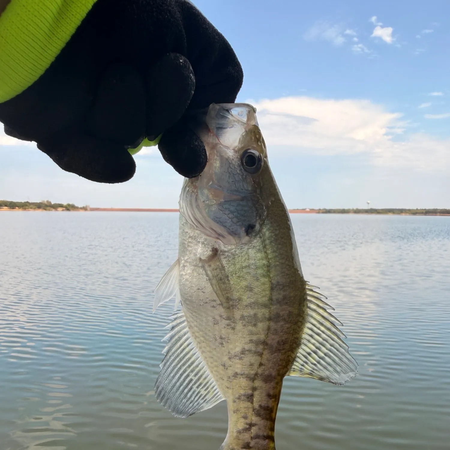 White crappie caught on Fishbrain
