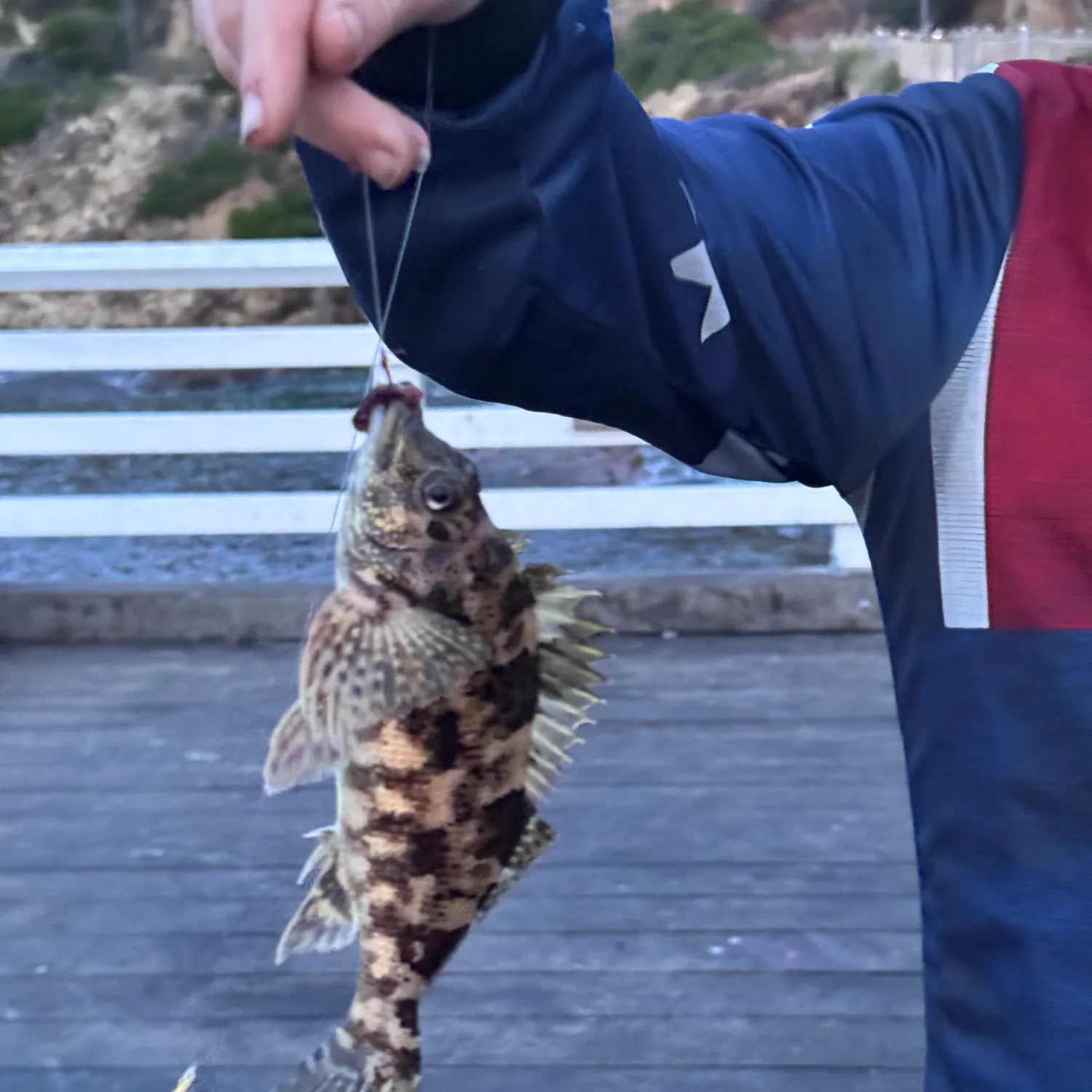 The most recent Orange-spotted grouper catches on Fishbrain