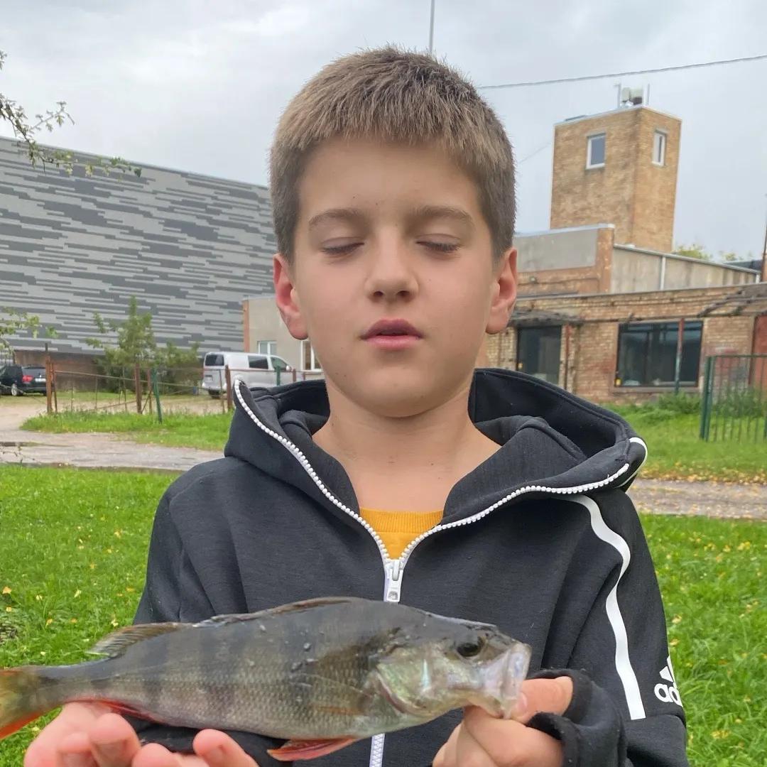European perch caught on Fishbrain