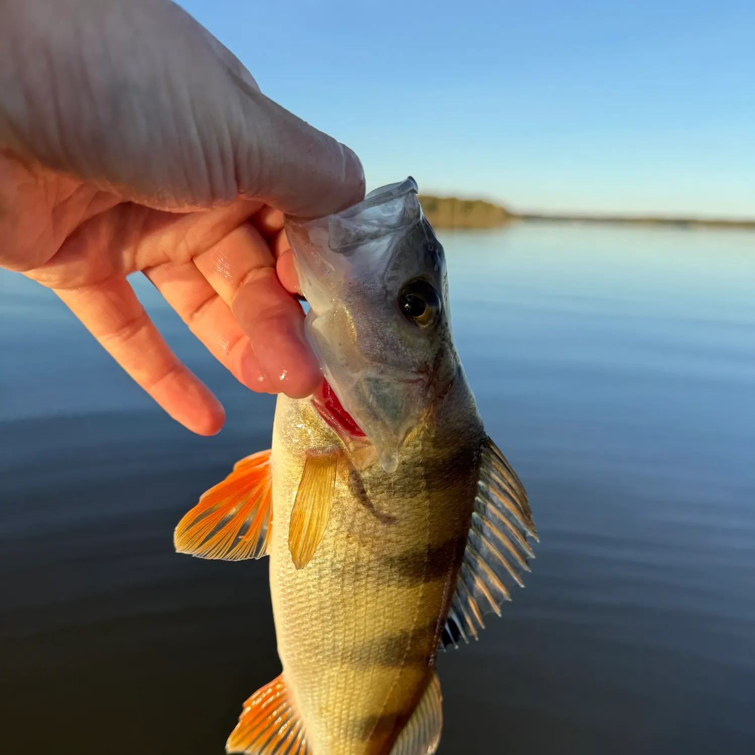 European perch caught on Fishbrain