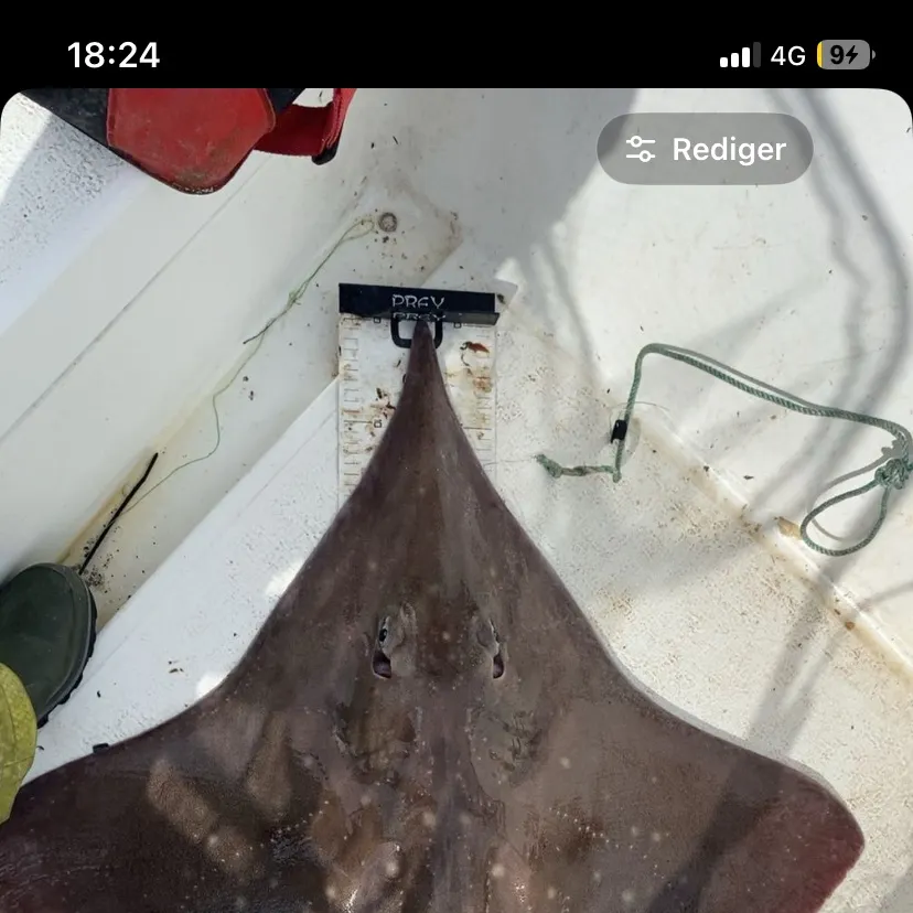 The most recent Longnosed skate catches on Fishbrain