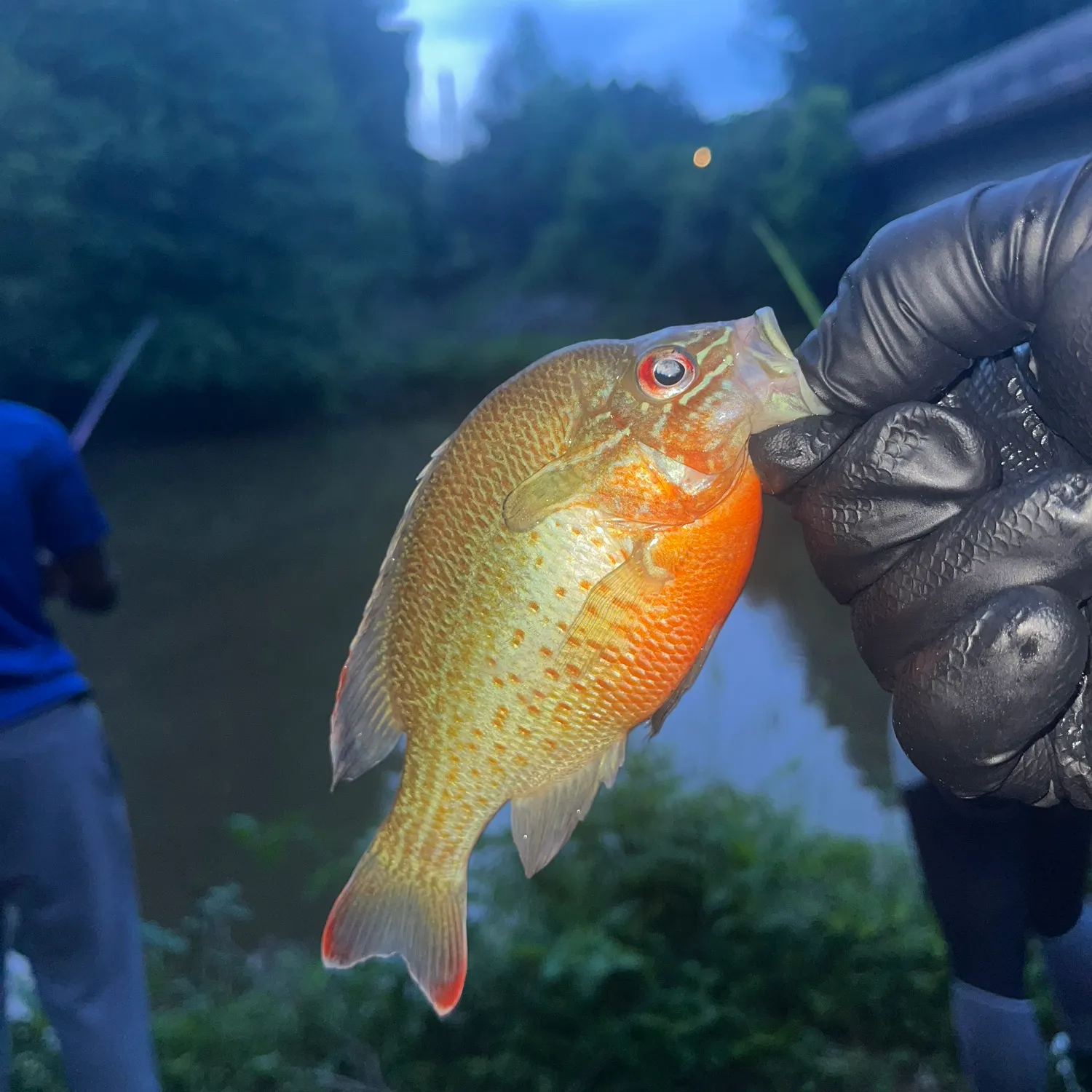 most liked catch image