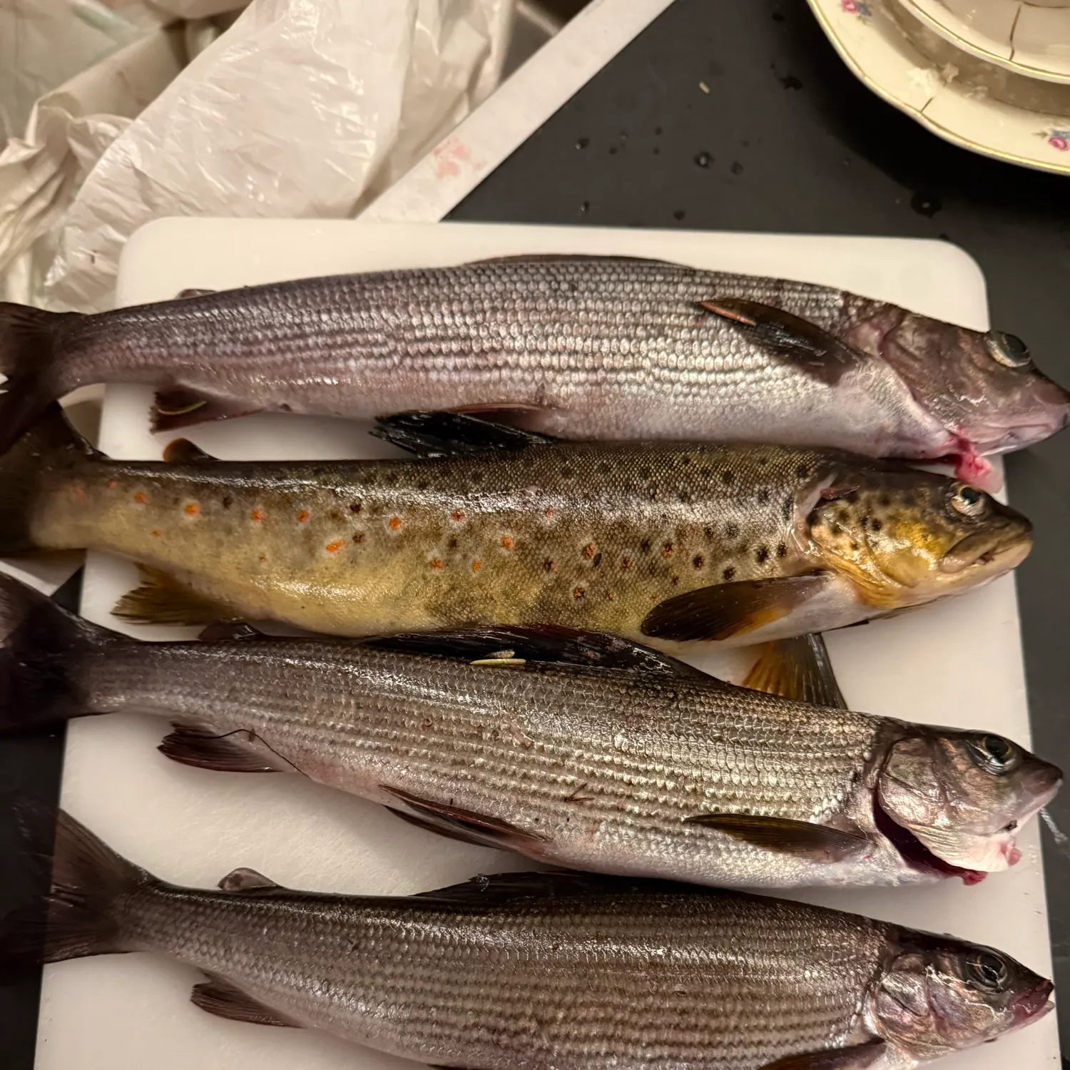 recently logged catches