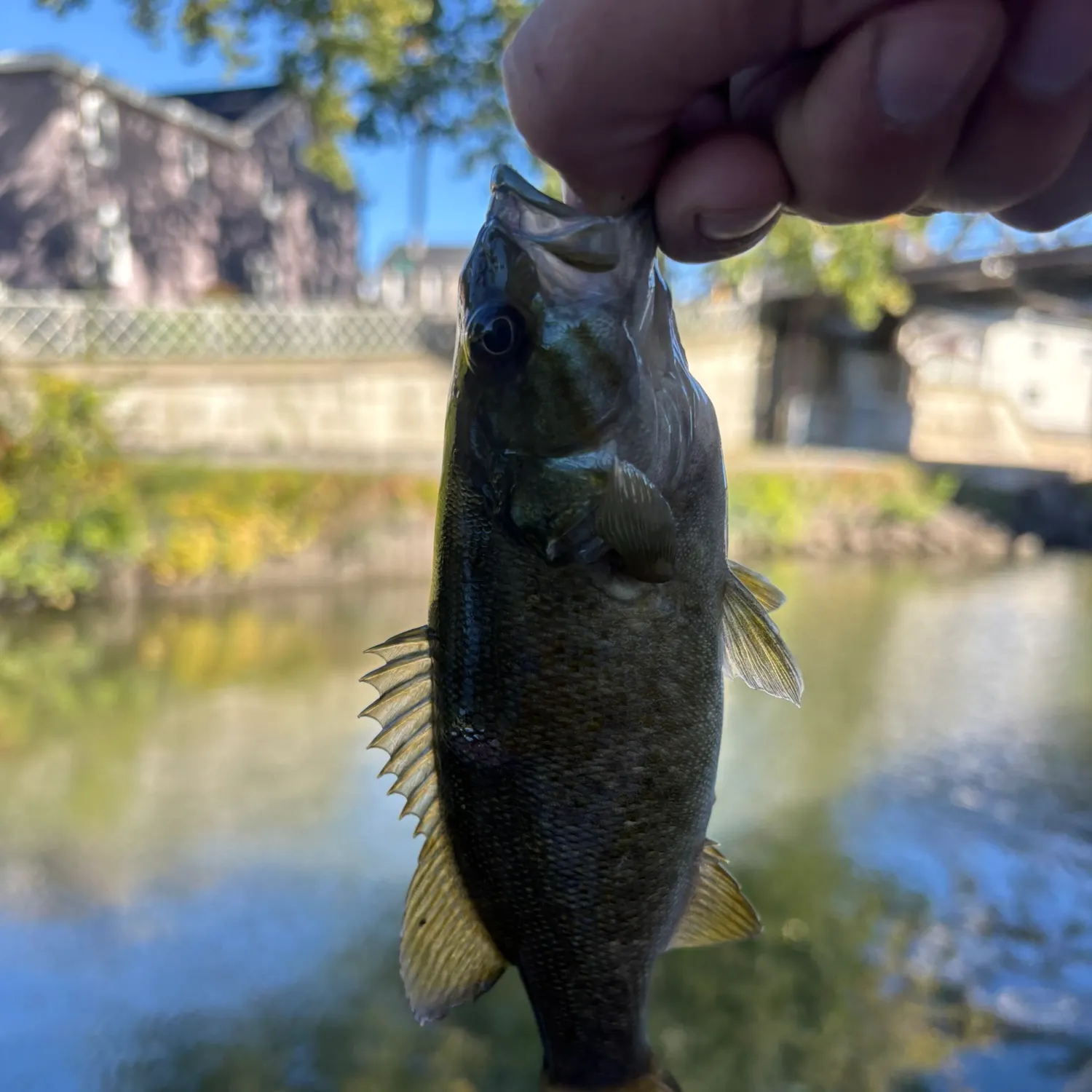 Smallmouth bass caught on Fishbrain