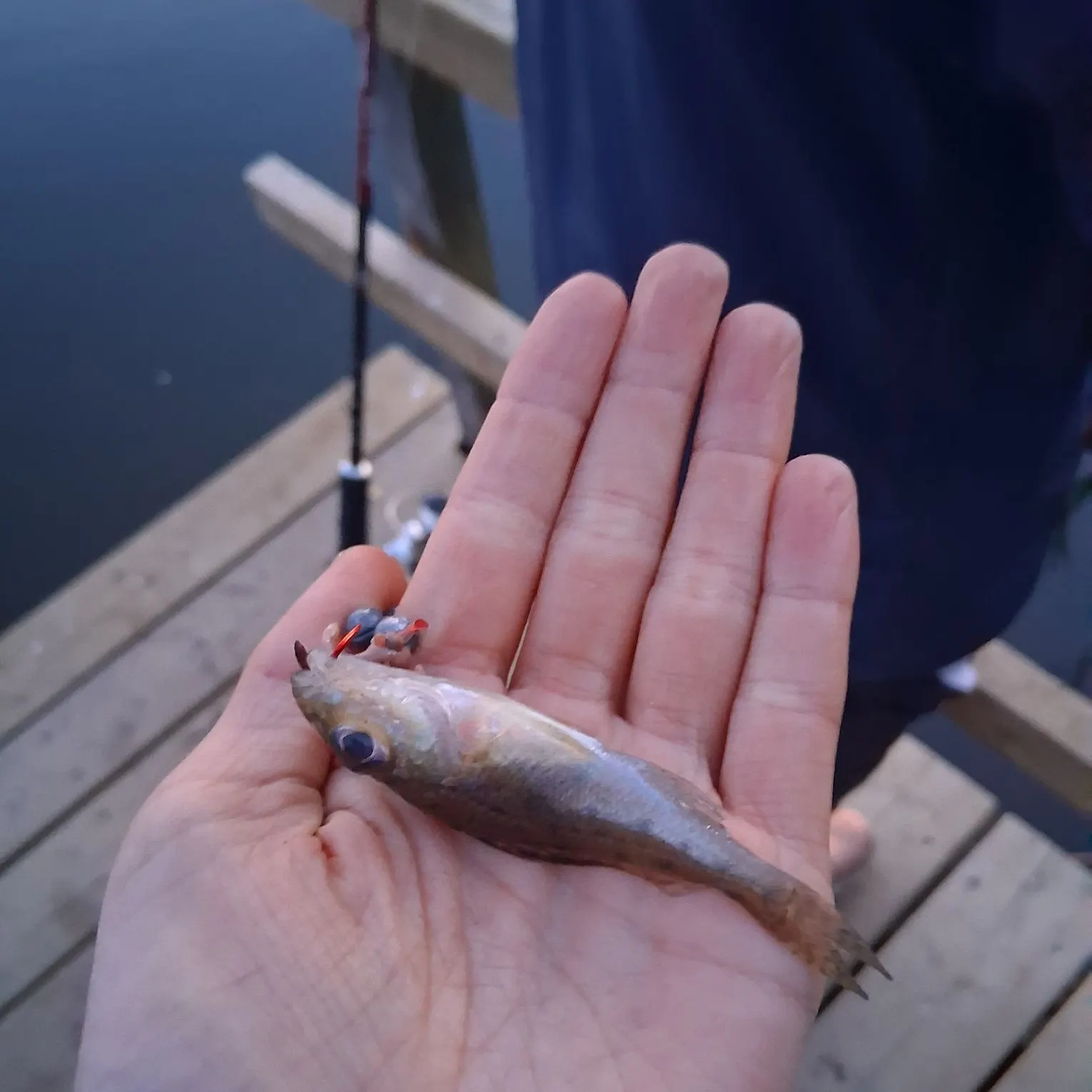 The most recent Sunbleak catches on Fishbrain