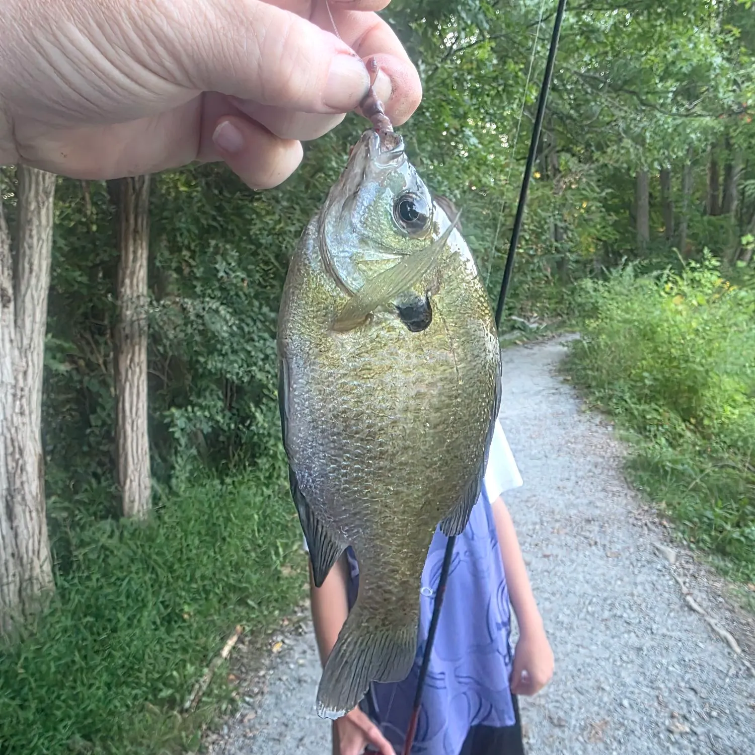 Bluegill caught on Fishbrain