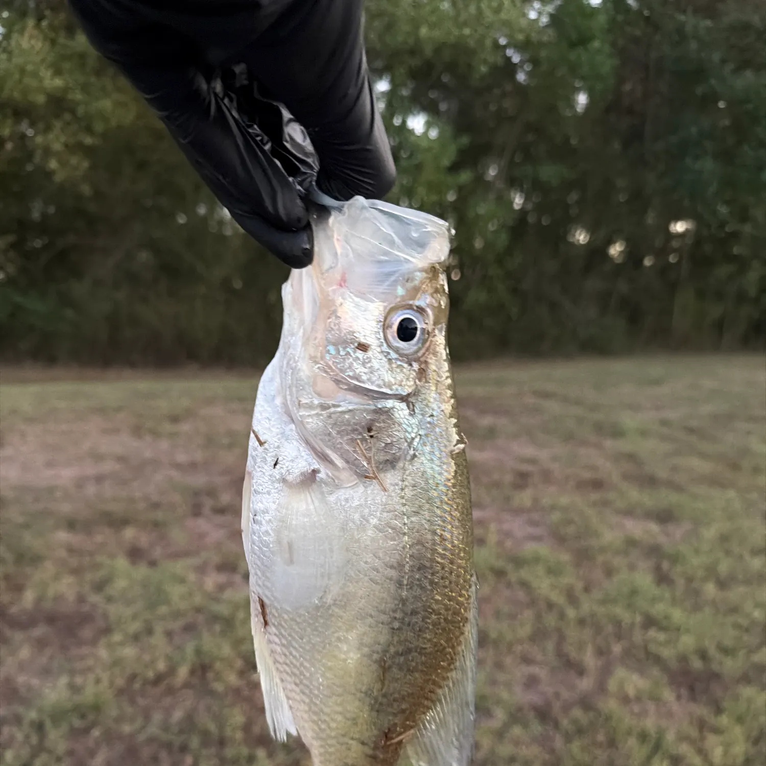 White crappie caught on Fishbrain