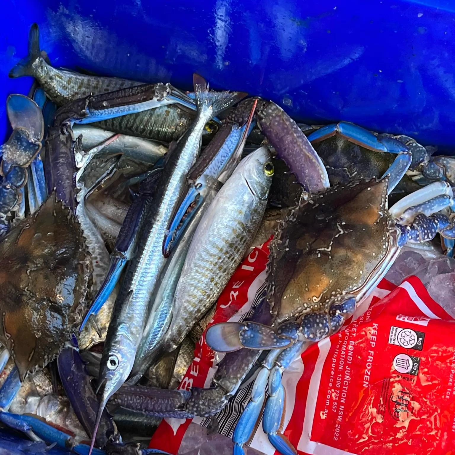 The most recent Blue swimmer crab catches on Fishbrain