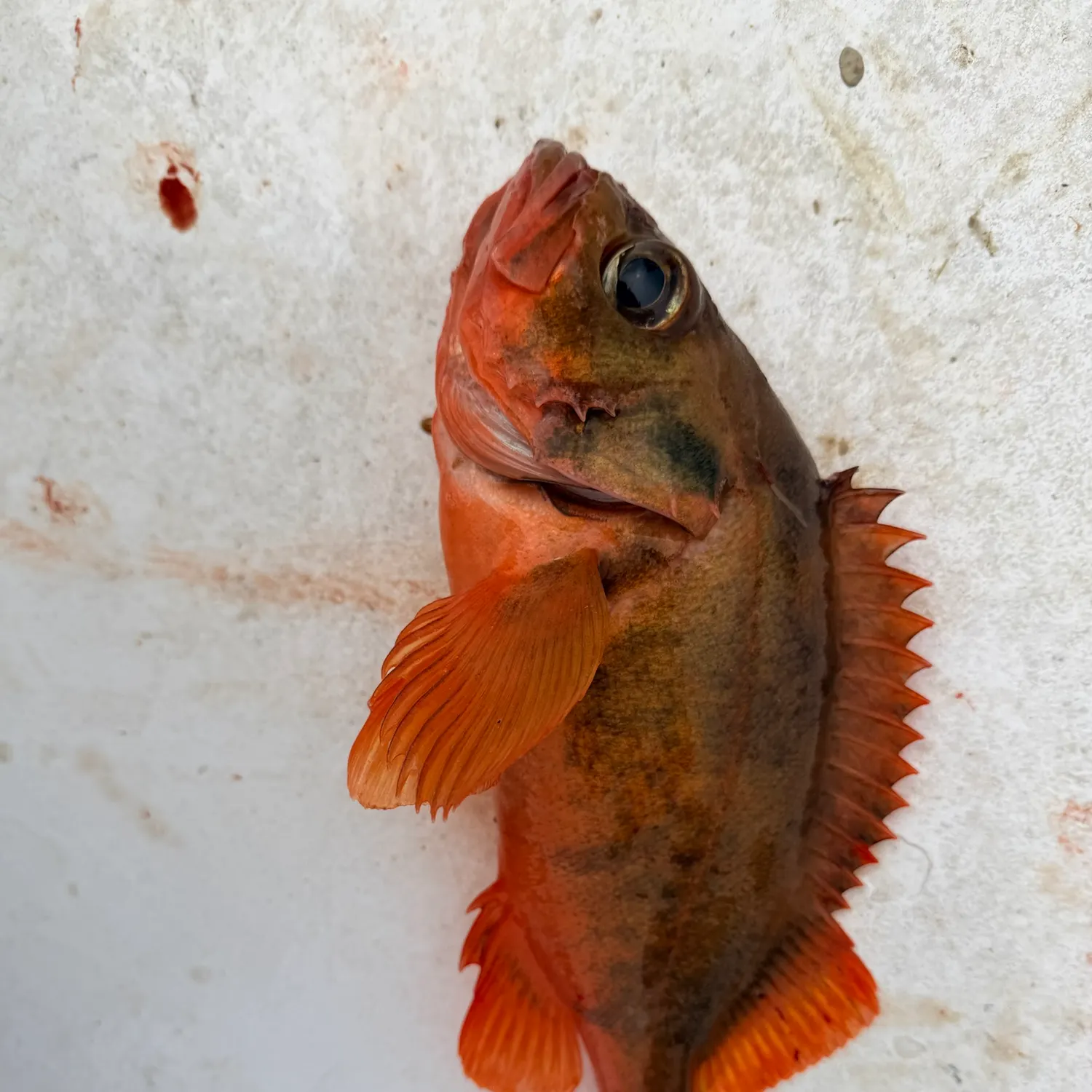 The most recent Norway redfish catches on Fishbrain