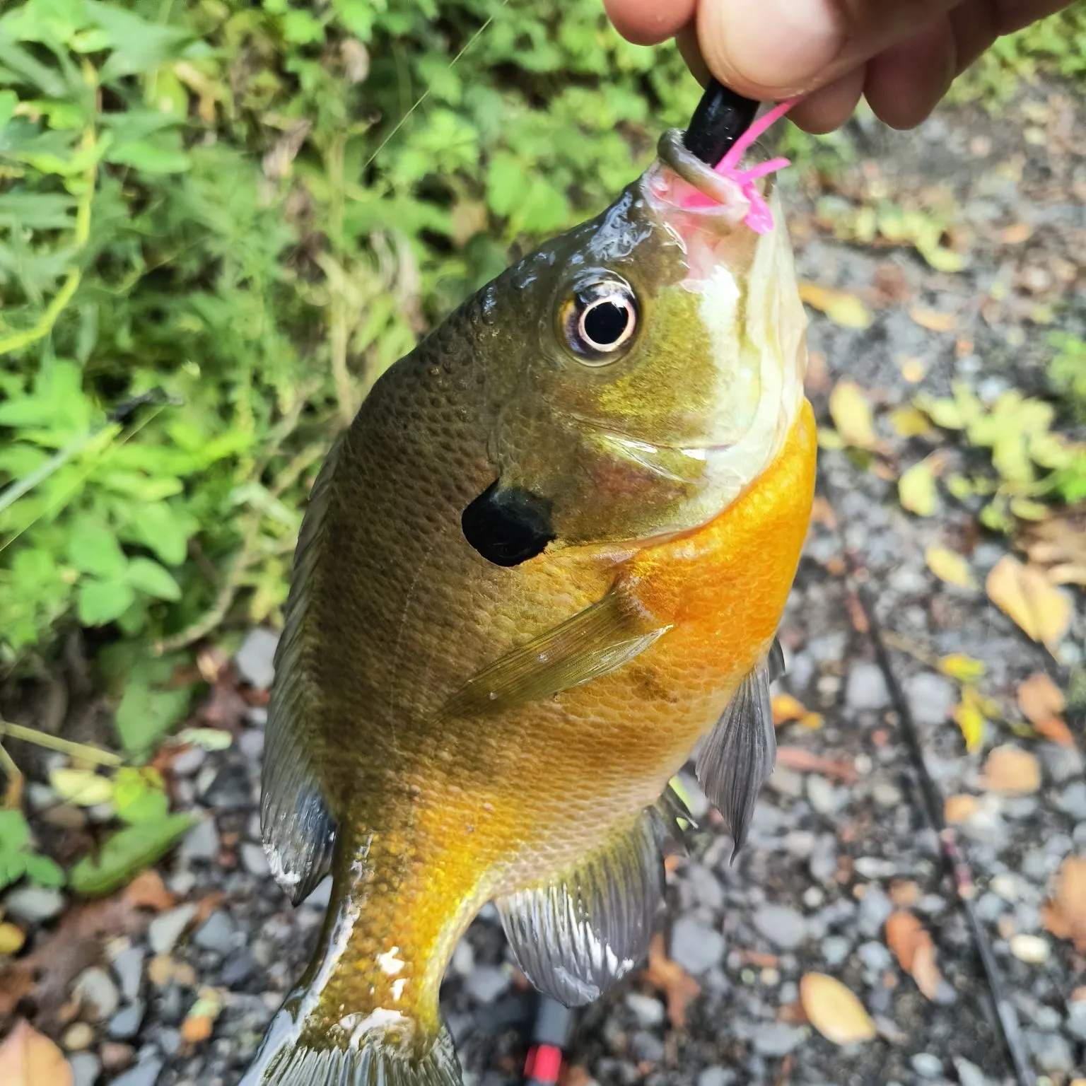 Redbreast sunfish caught on Fishbrain