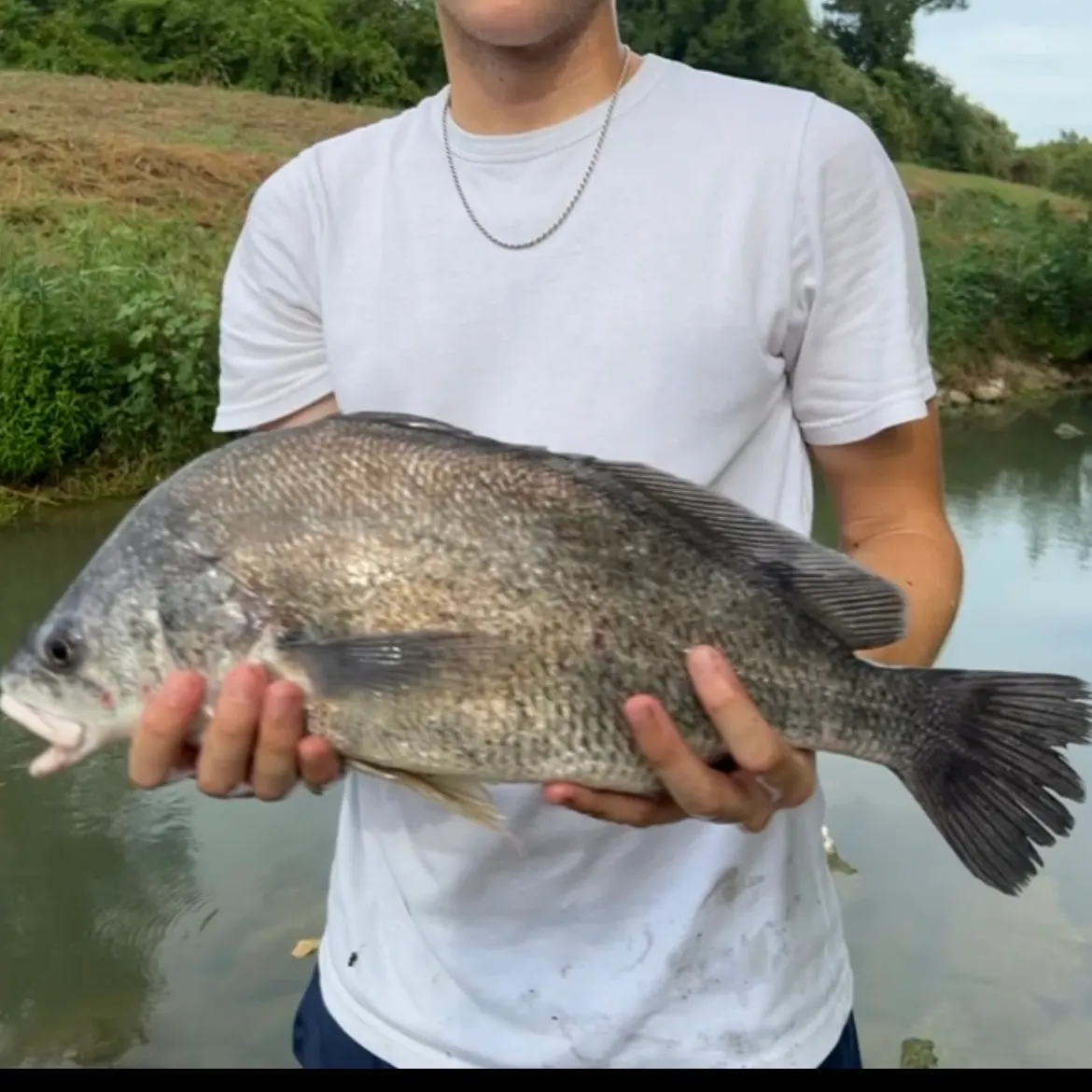 Freshwater drum caught on Fishbrain