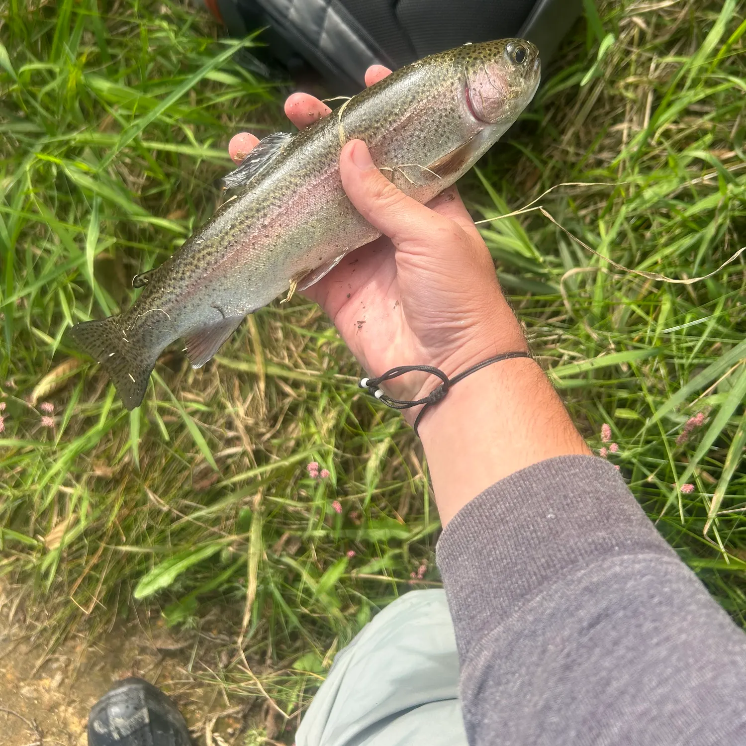 Rainbow trout caught on Fishbrain