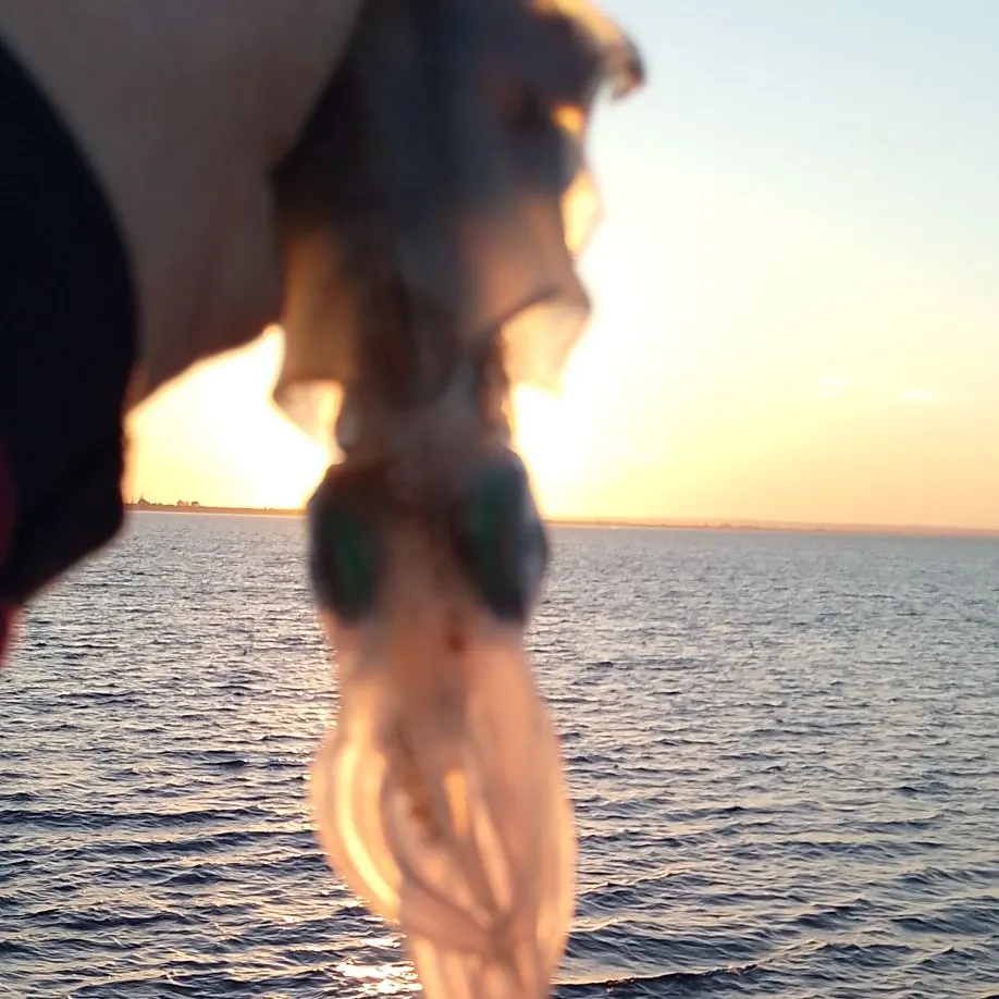 The most recent Southern calamari catches on Fishbrain