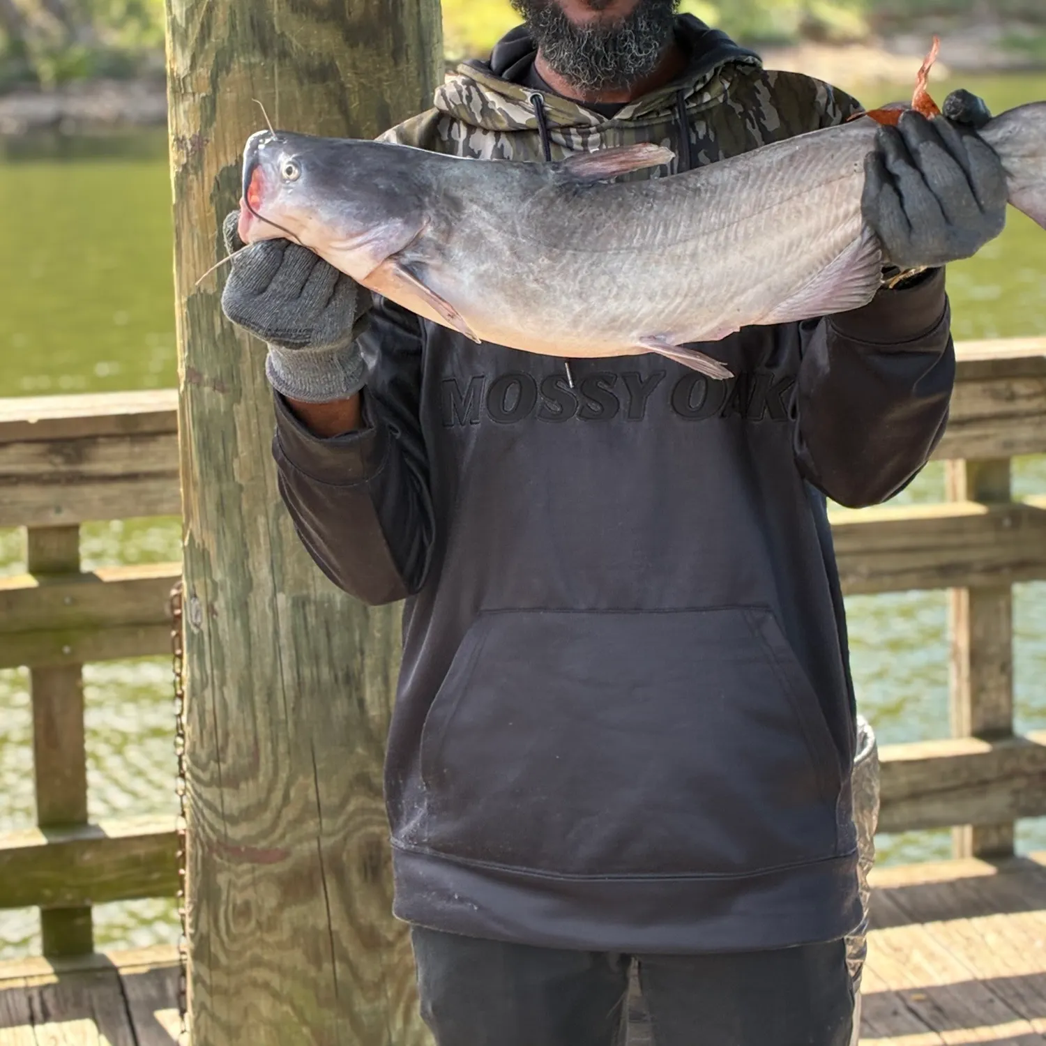 Blue catfish caught on Fishbrain