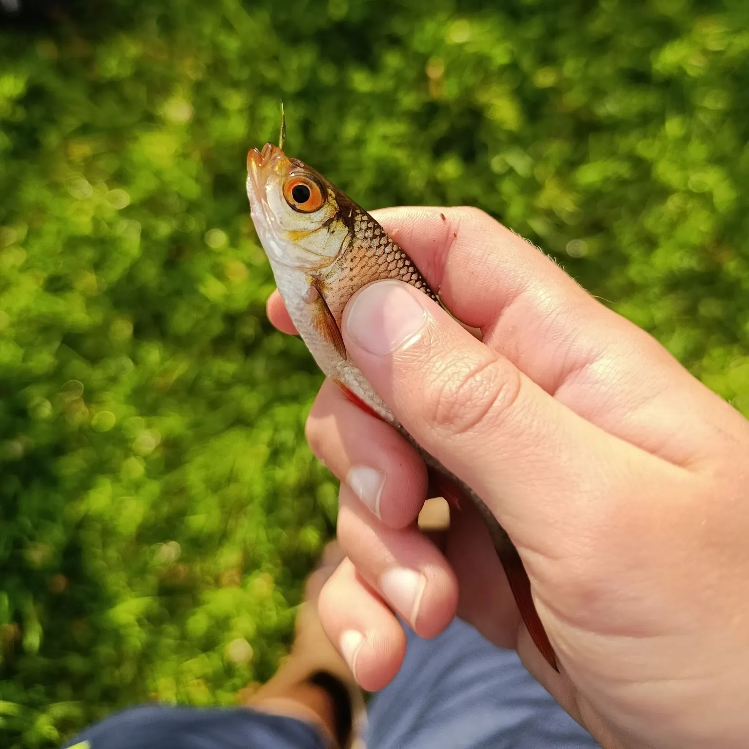 Fish caught on Fishbrain