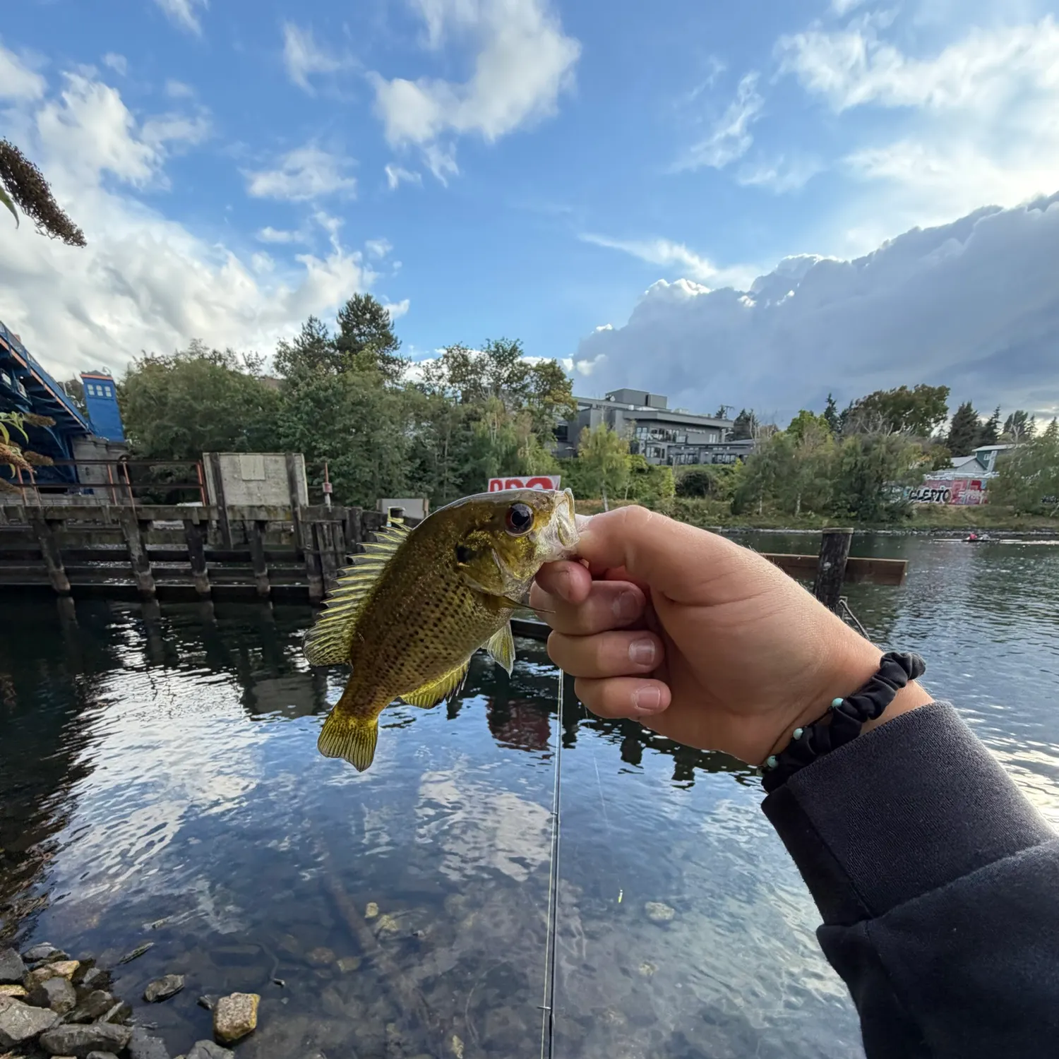 Rock bass caught on Fishbrain