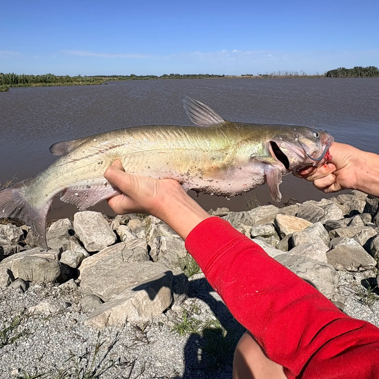 Channel catfish caught on Fishbrain