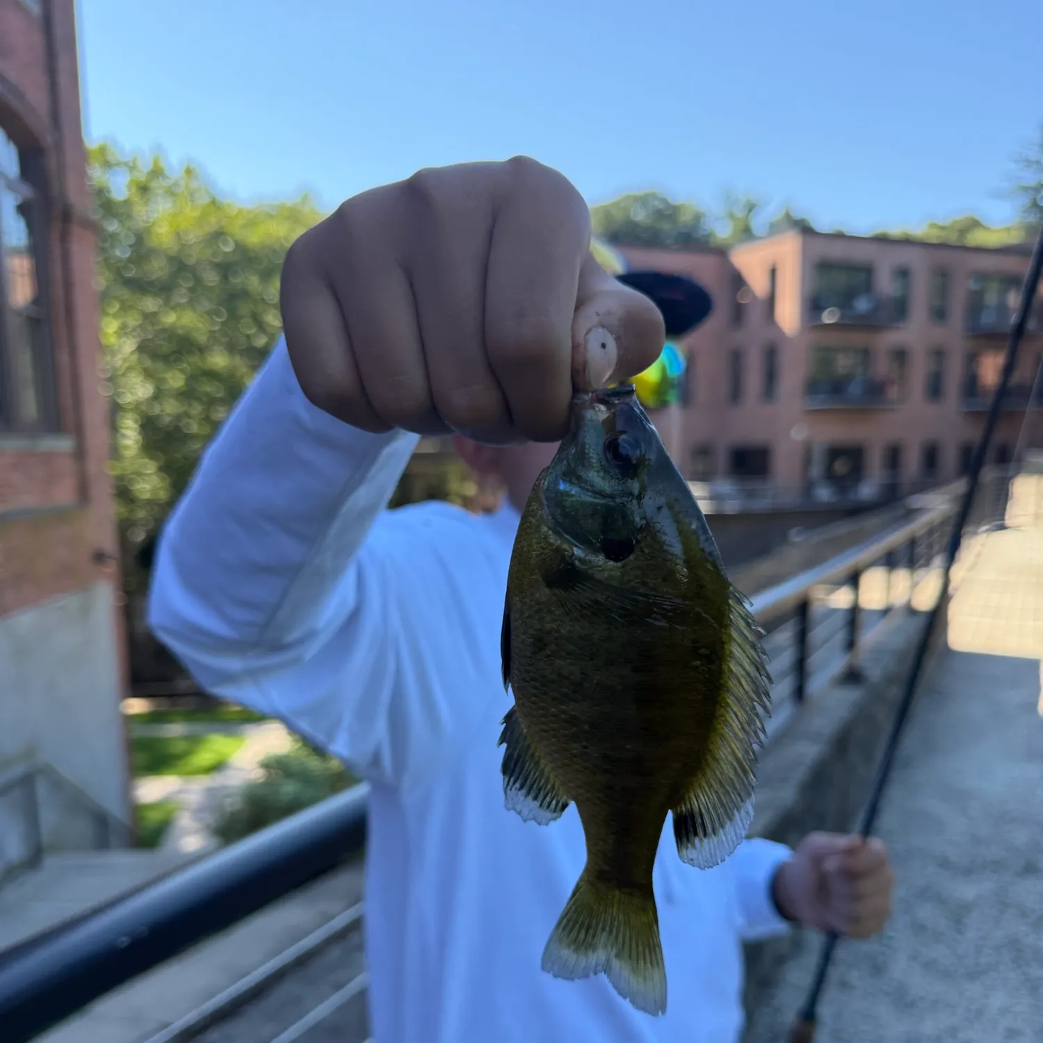 Bluegill caught on Fishbrain