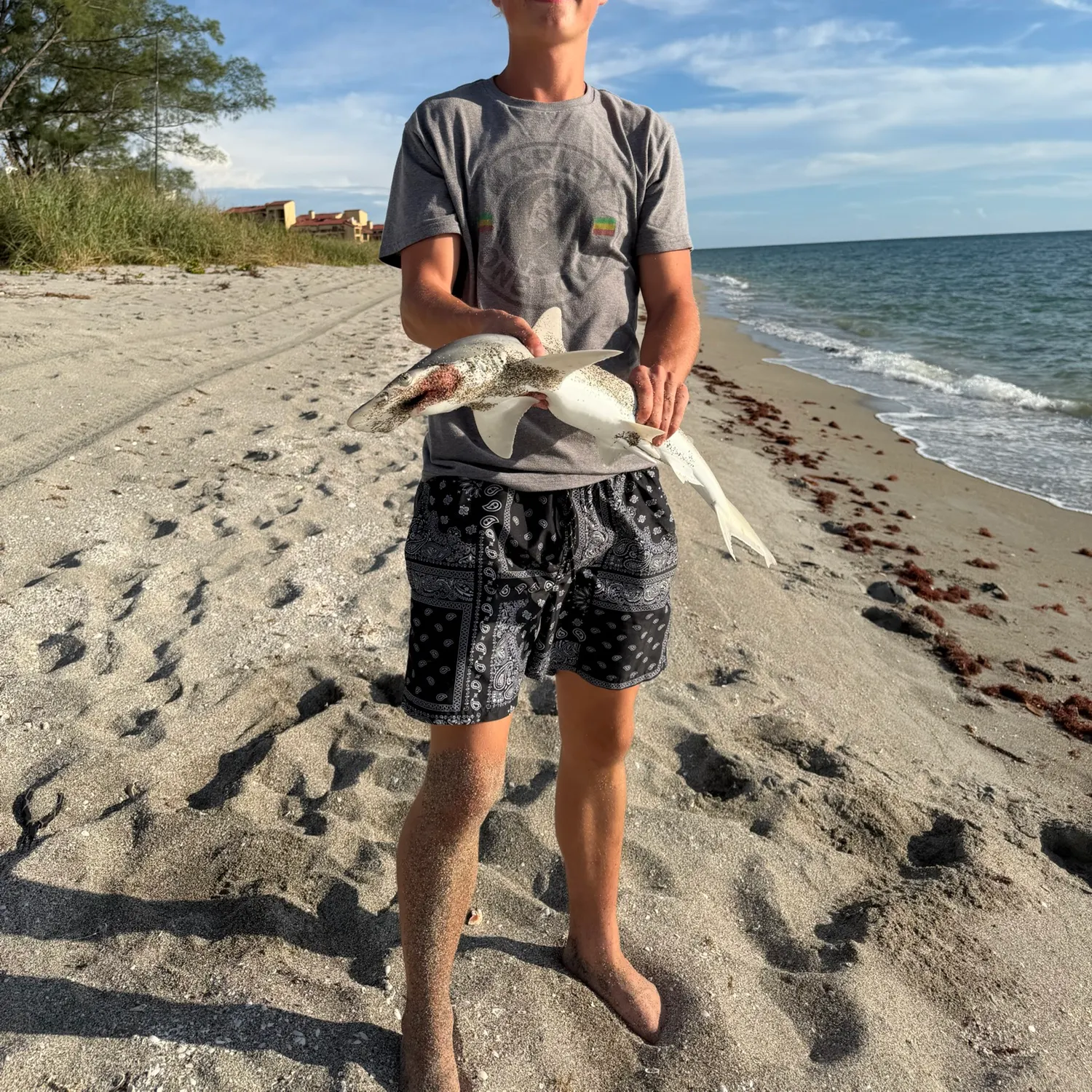 Bonnethead shark caught on Fishbrain