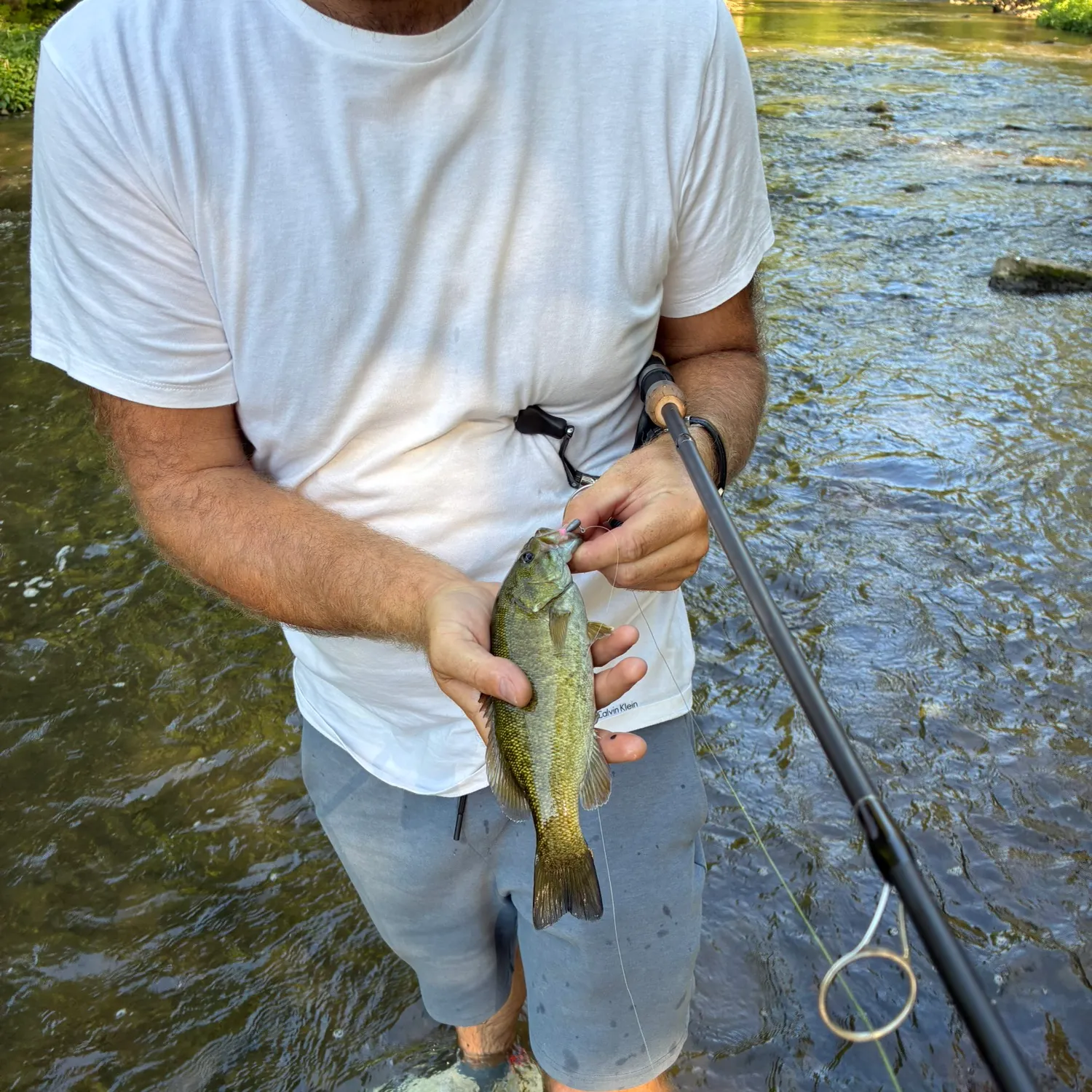 Smallmouth bass caught on Fishbrain