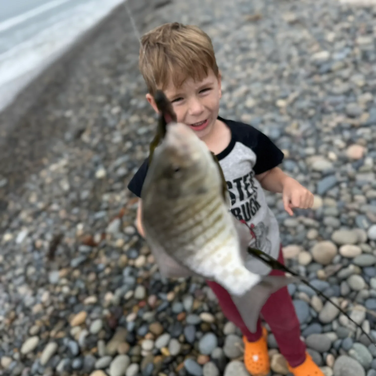 The most recent Barred surfperch catches on Fishbrain