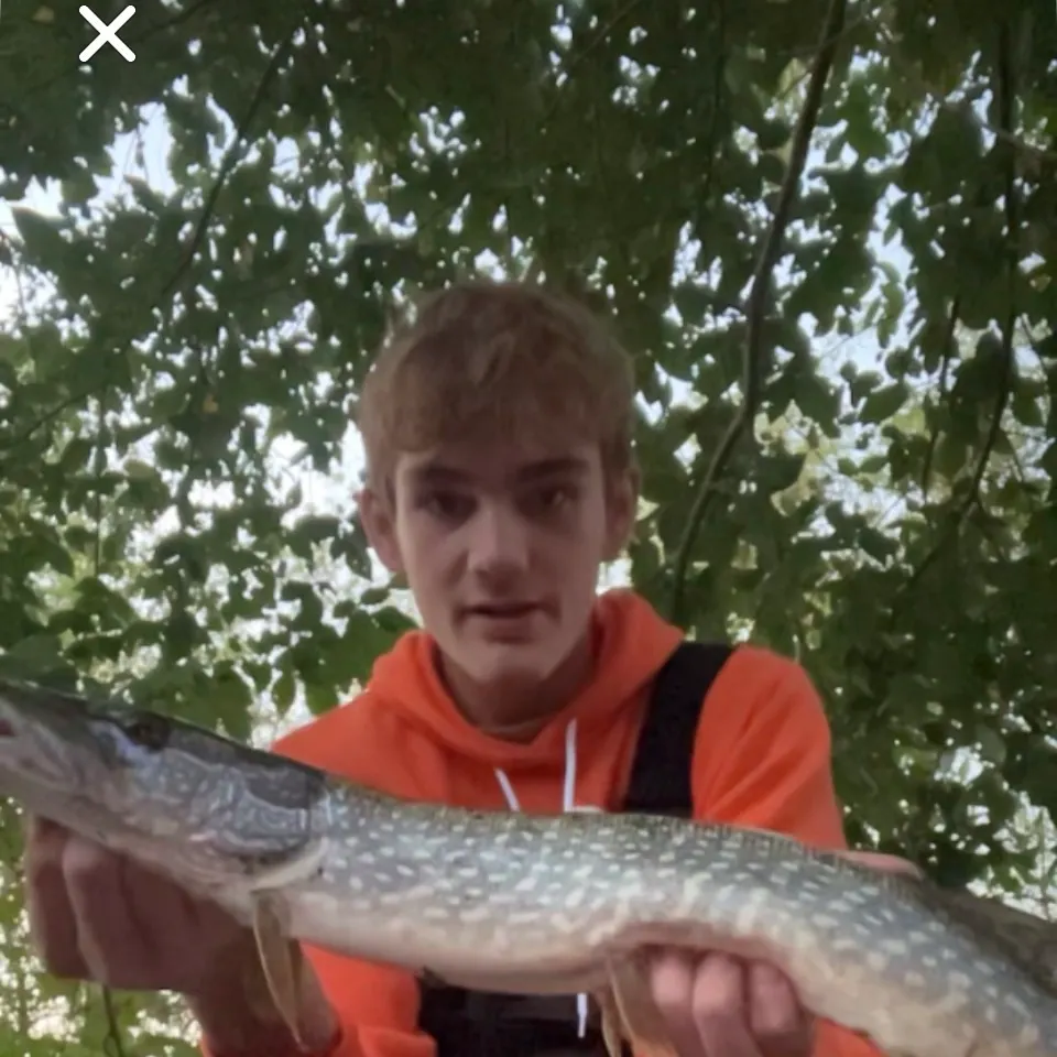 Northern pike caught on Fishbrain