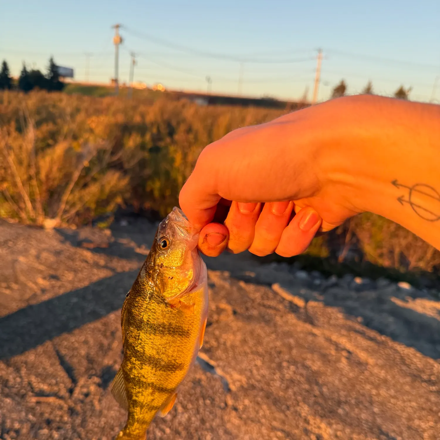Yellow perch caught on Fishbrain